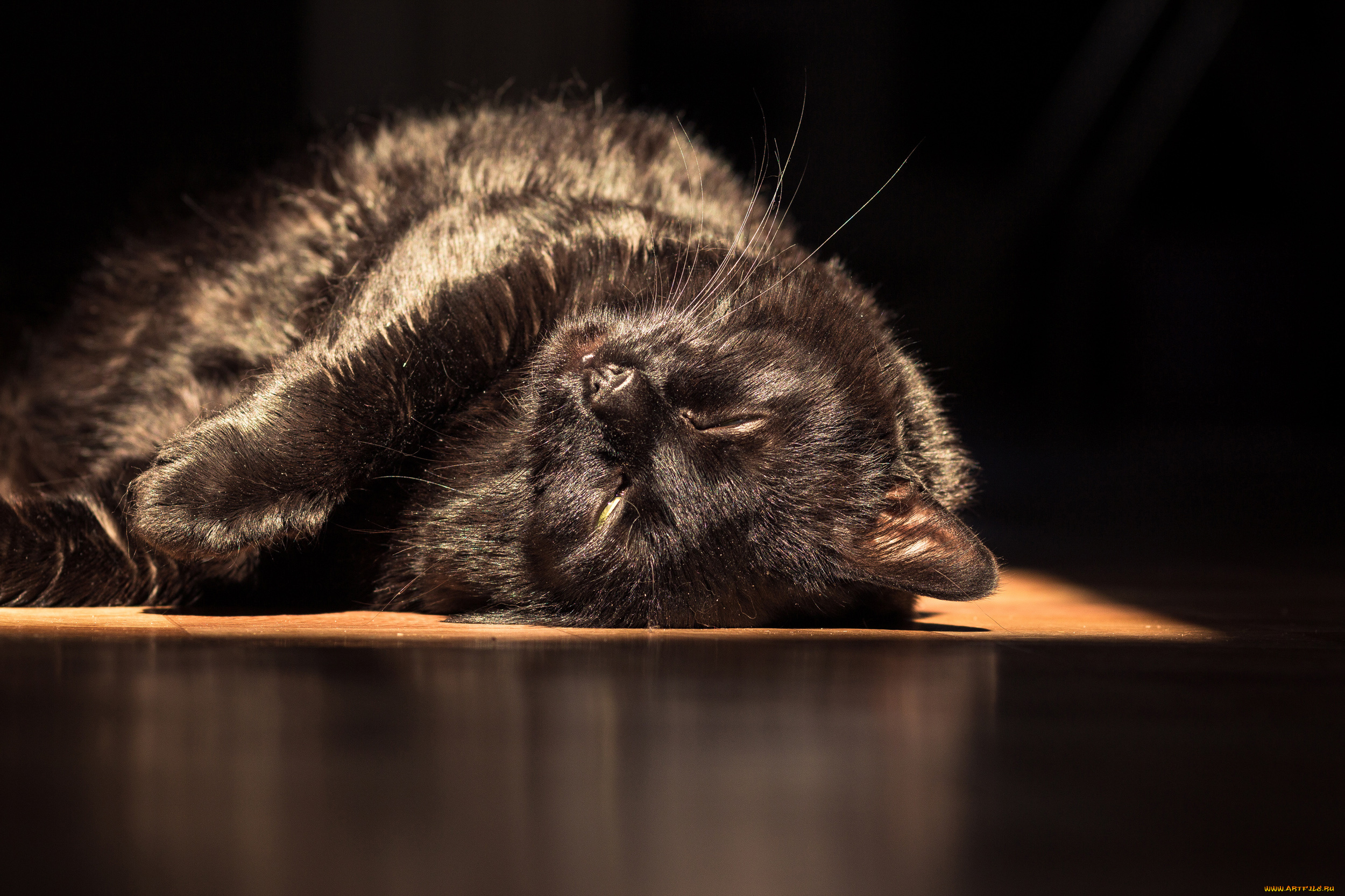 животные, коты, cat