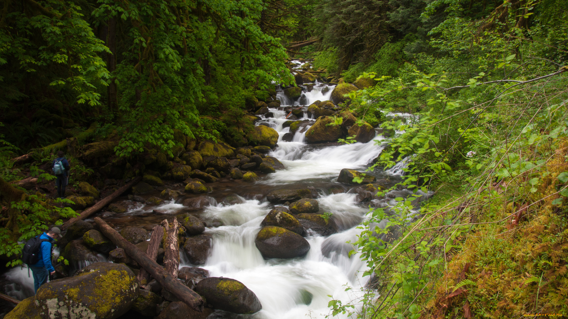 columbia, river, gorge, oregon, природа, реки, озера, камни, брёвна, лес, каскад, орегон, река, колумбия