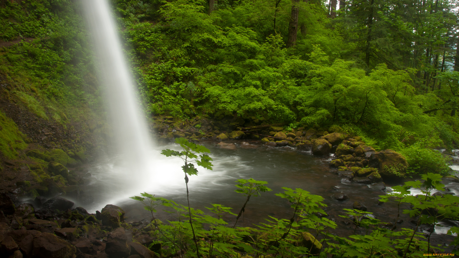 ponytail, falls, columbia, river, gorge, oregon, природа, водопады, река, колумбия, орегон, поток, лес