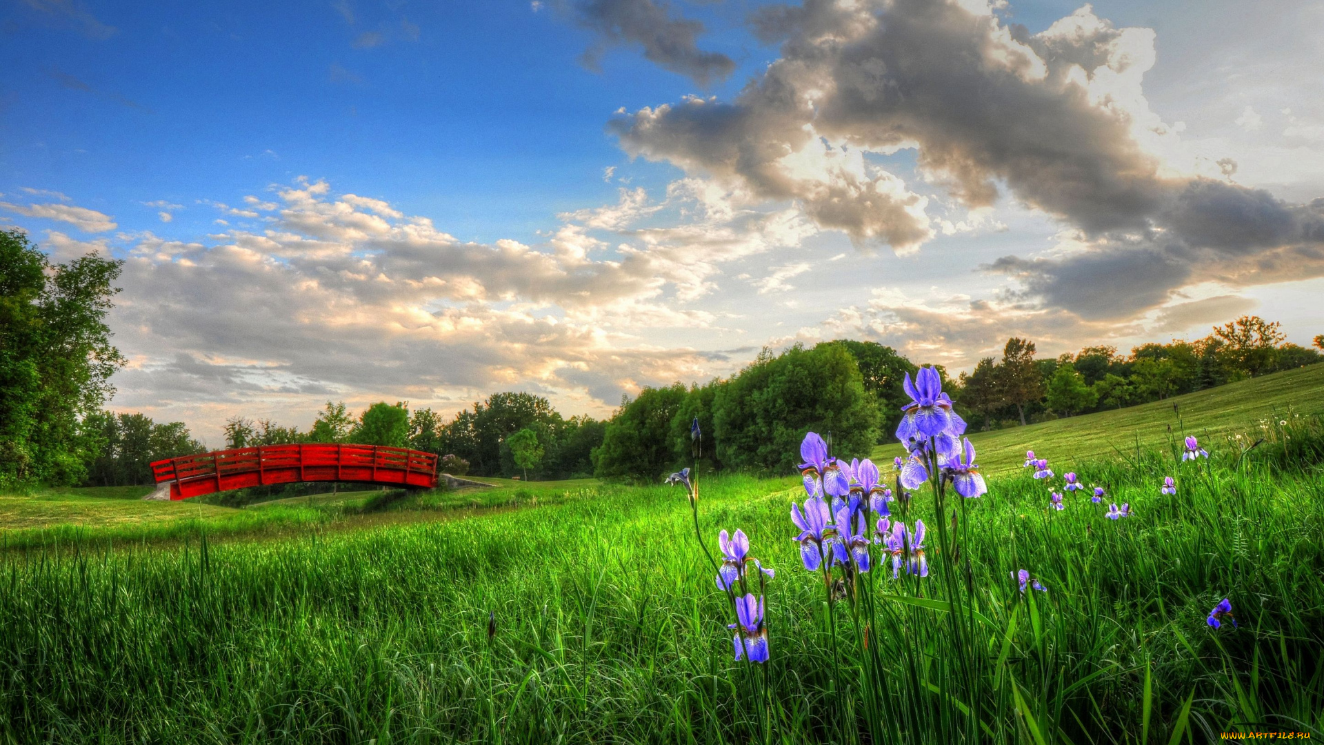 природа, луга, мост, цветы, ирисы