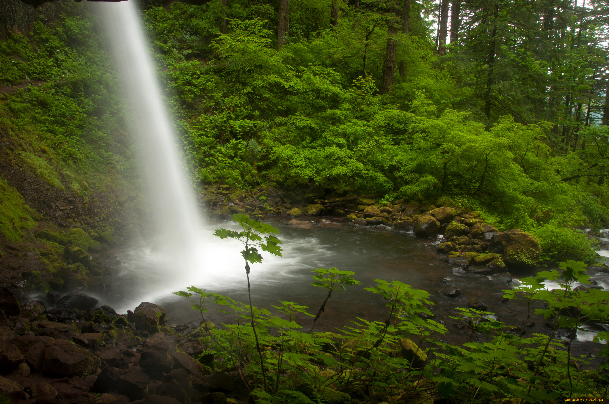 ponytail, falls, columbia, river, gorge, oregon, природа, водопады, река, колумбия, орегон, поток, лес