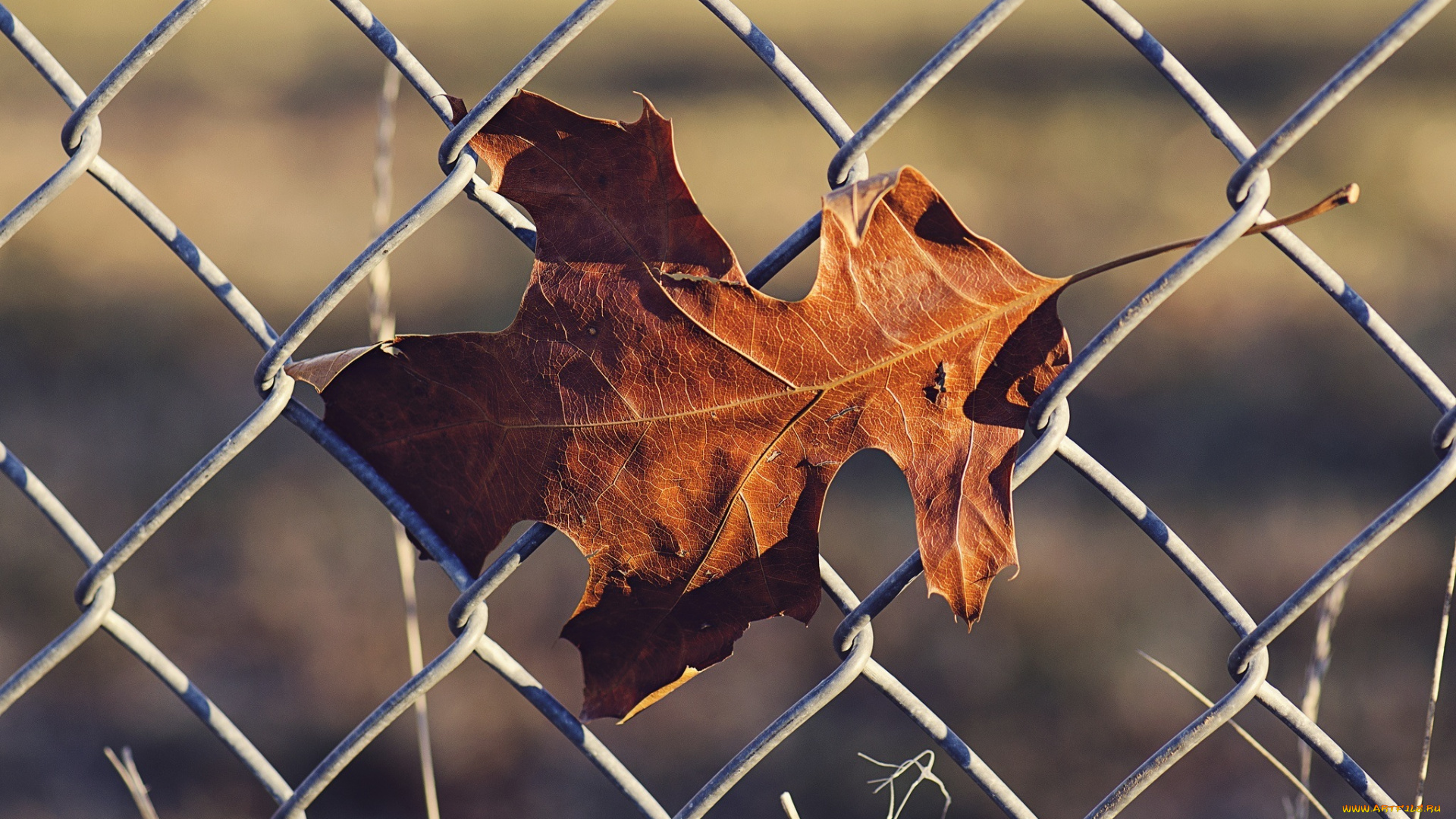 природа, листья, осень, макро, сетка