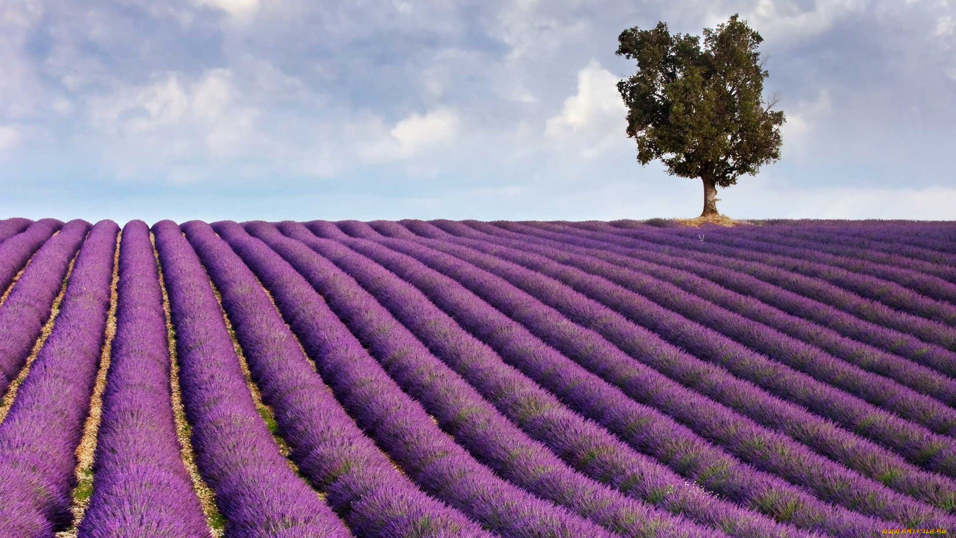 природа, поля, поле, лаванда, дерево, облака