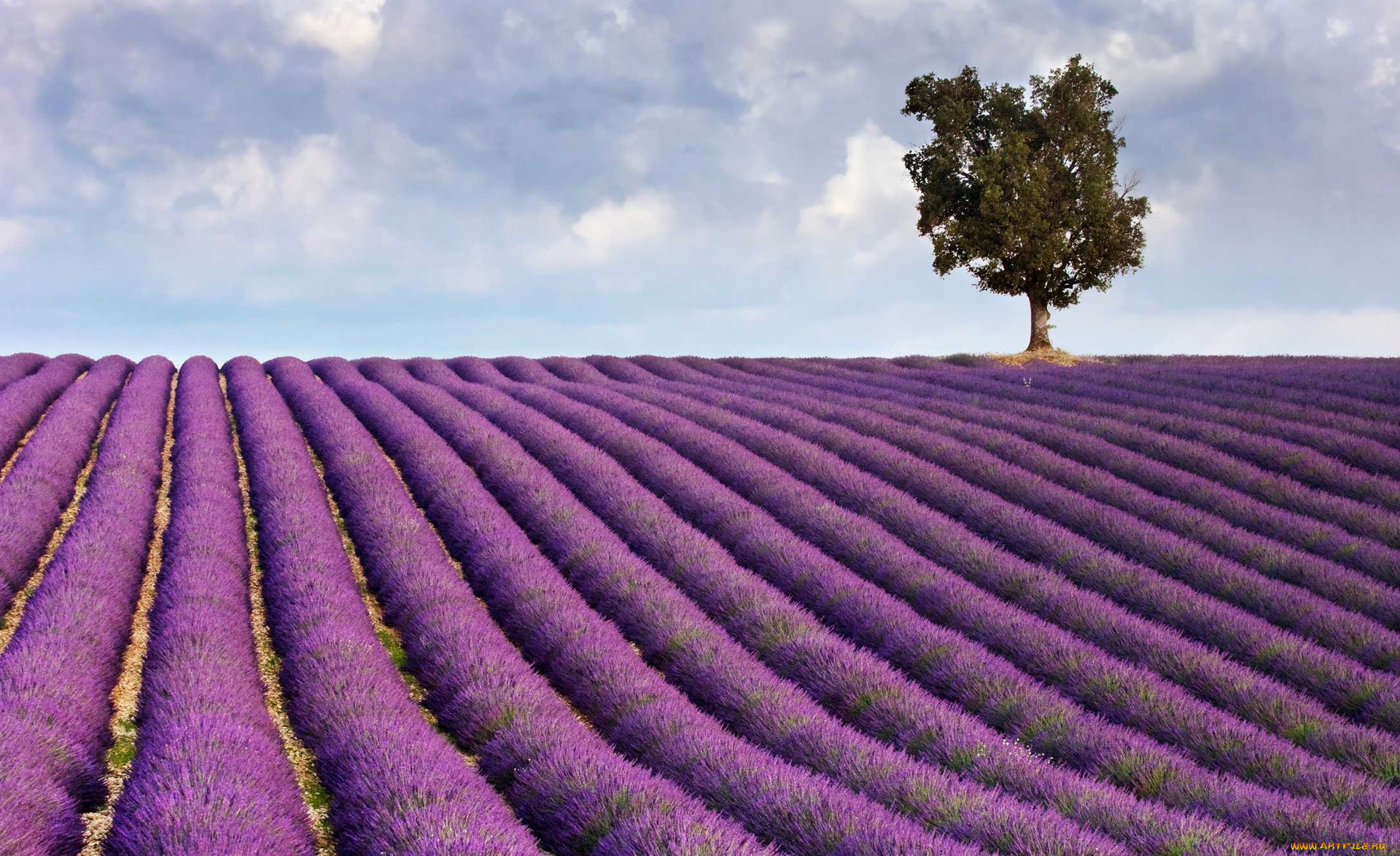 природа, поля, поле, лаванда, дерево, облака
