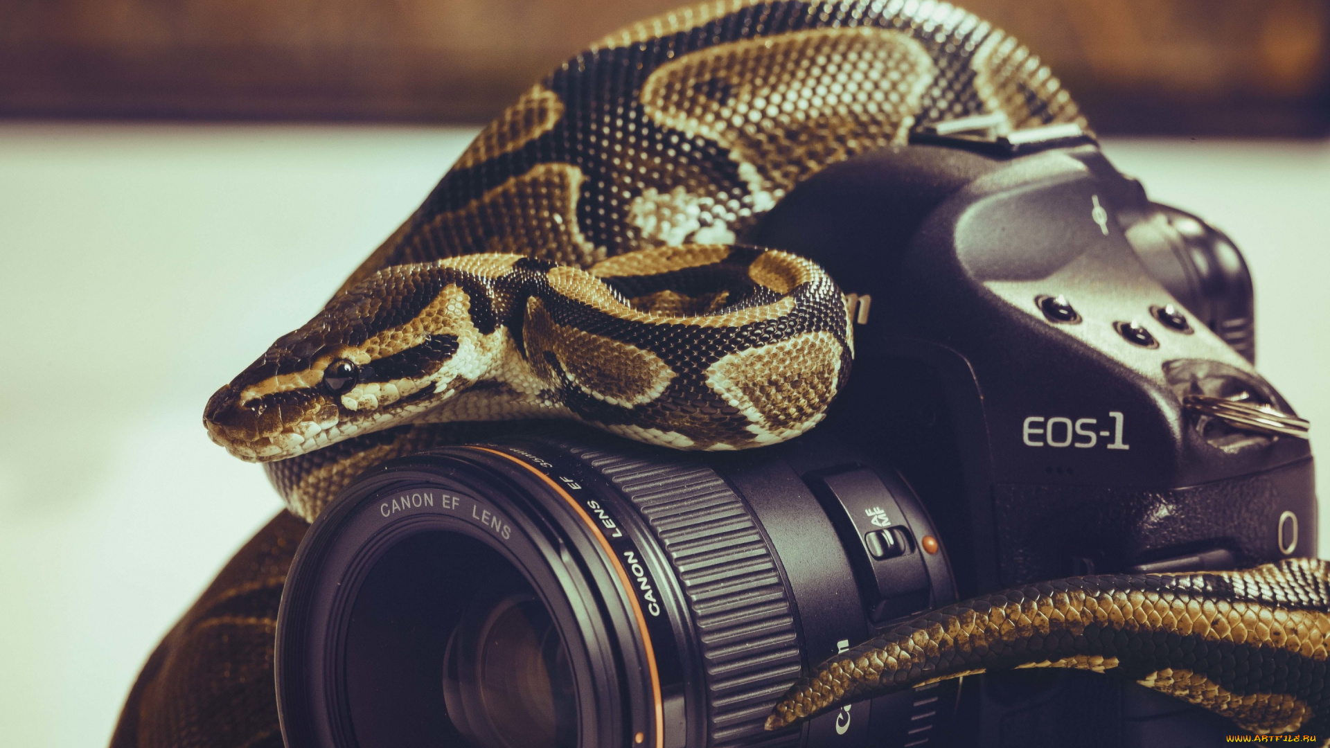 бренды, nikon, змея, фотоаппарат, объектив