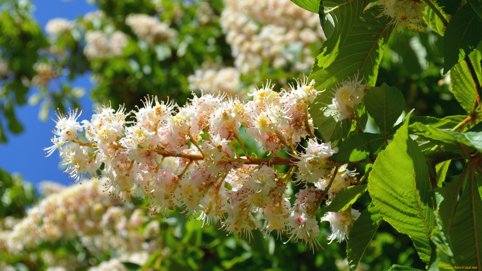 цветы, каштаны, дерево, макро, весна, цветение, каштан