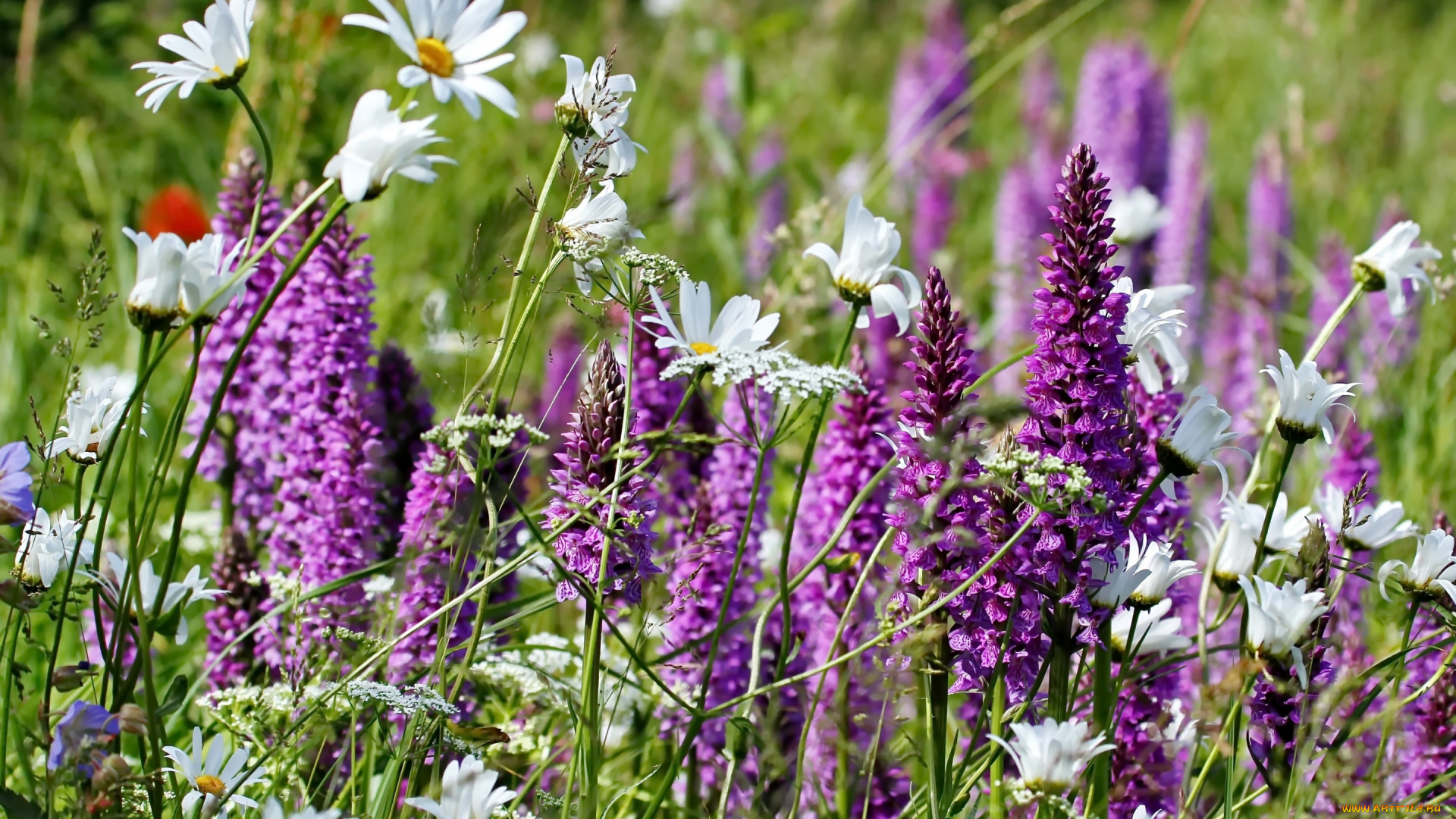 цветы, луговые, , полевые, , цветы, луг, ромашки