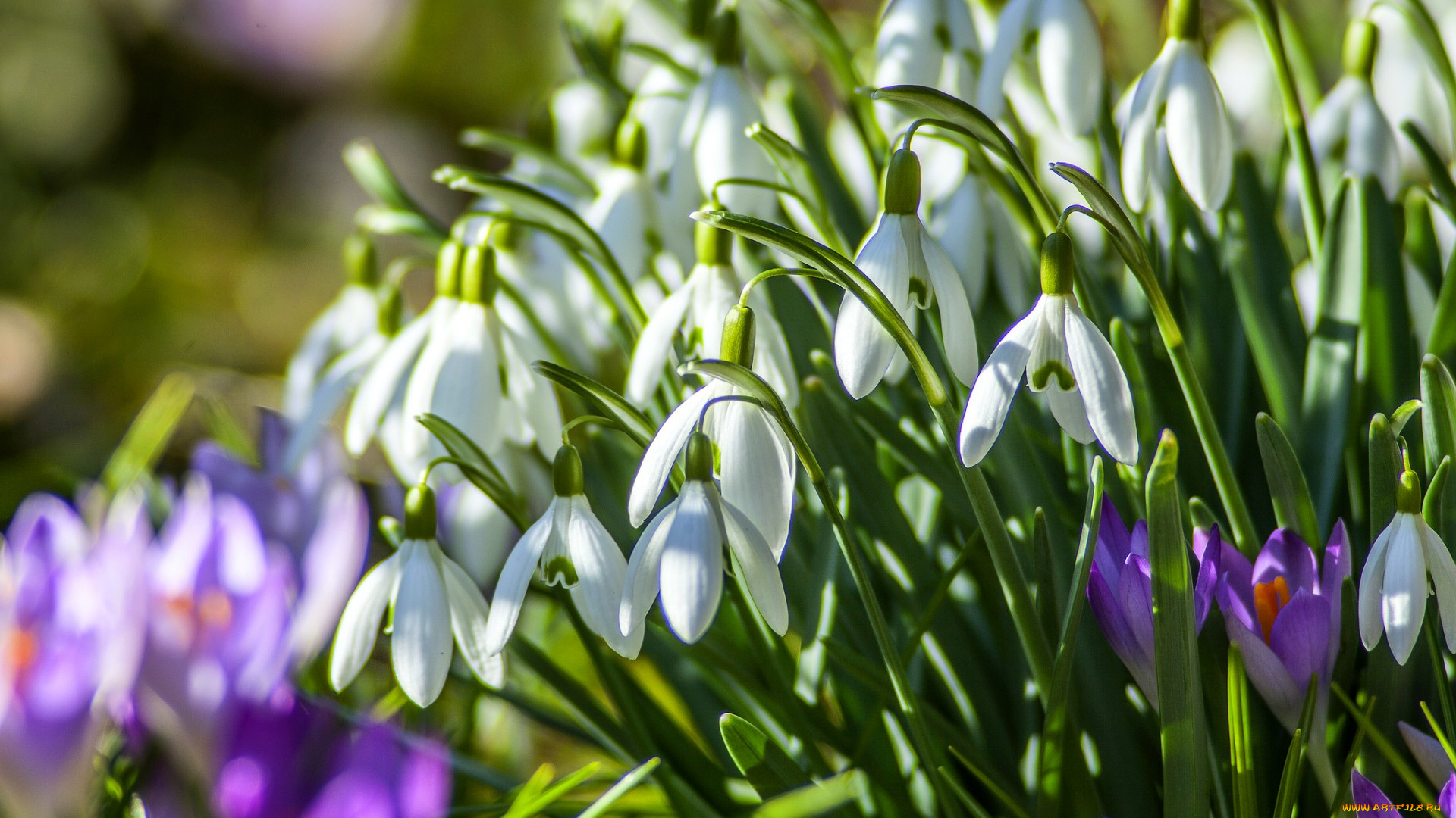 цветы, разные, вместе, первоцветы, весна, крокусы, подснежники