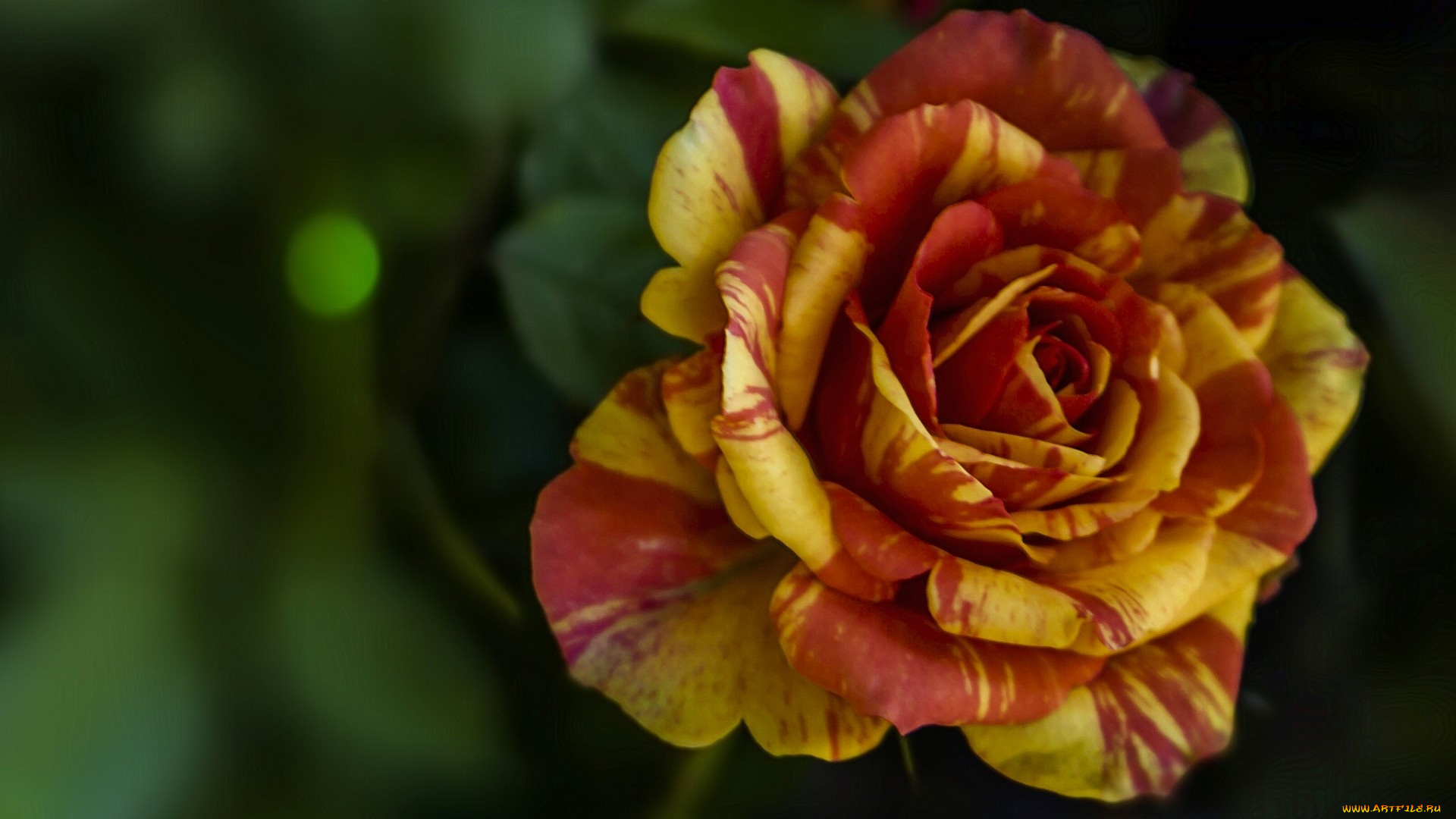 цветы, розы, макро, бутон, роза, лепестки