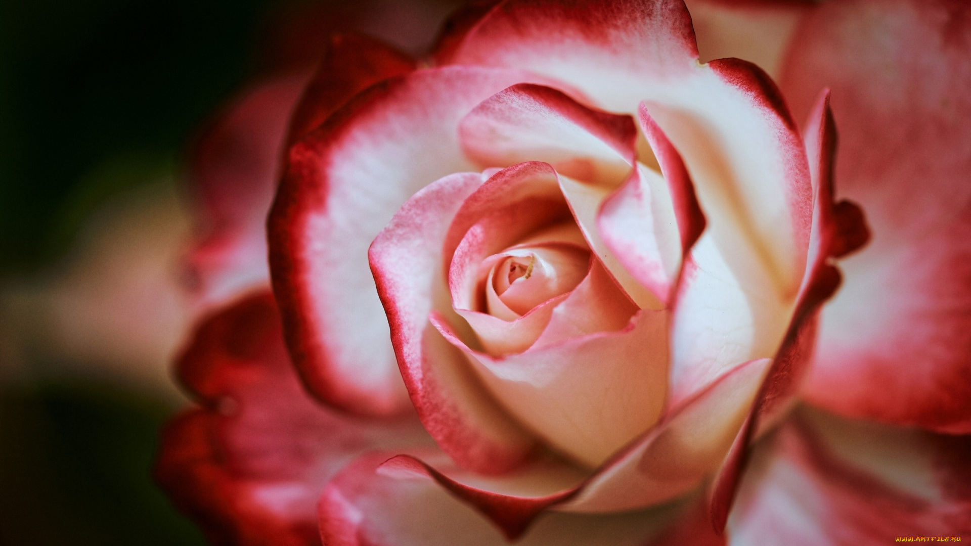 цветы, розы, макро, лепестки, роза