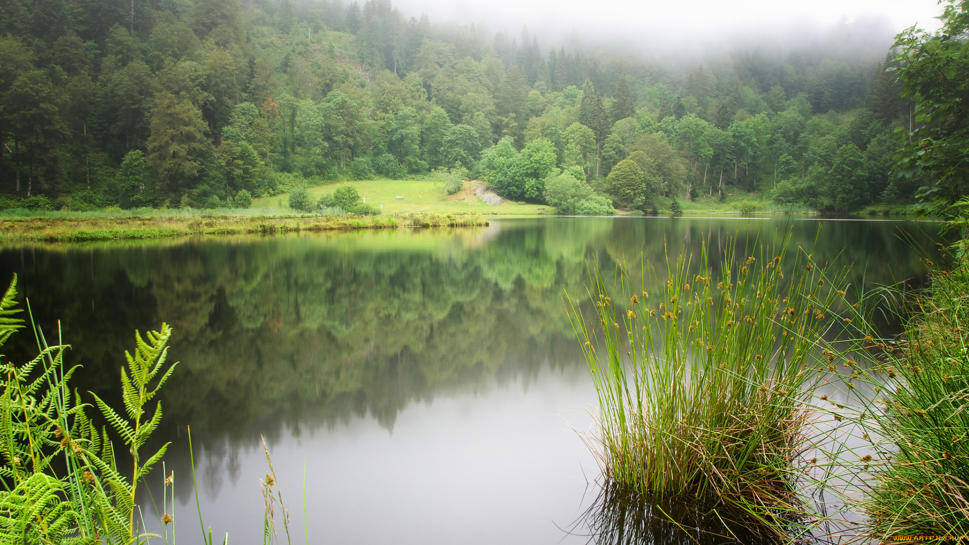 природа, реки, озера, лес, река