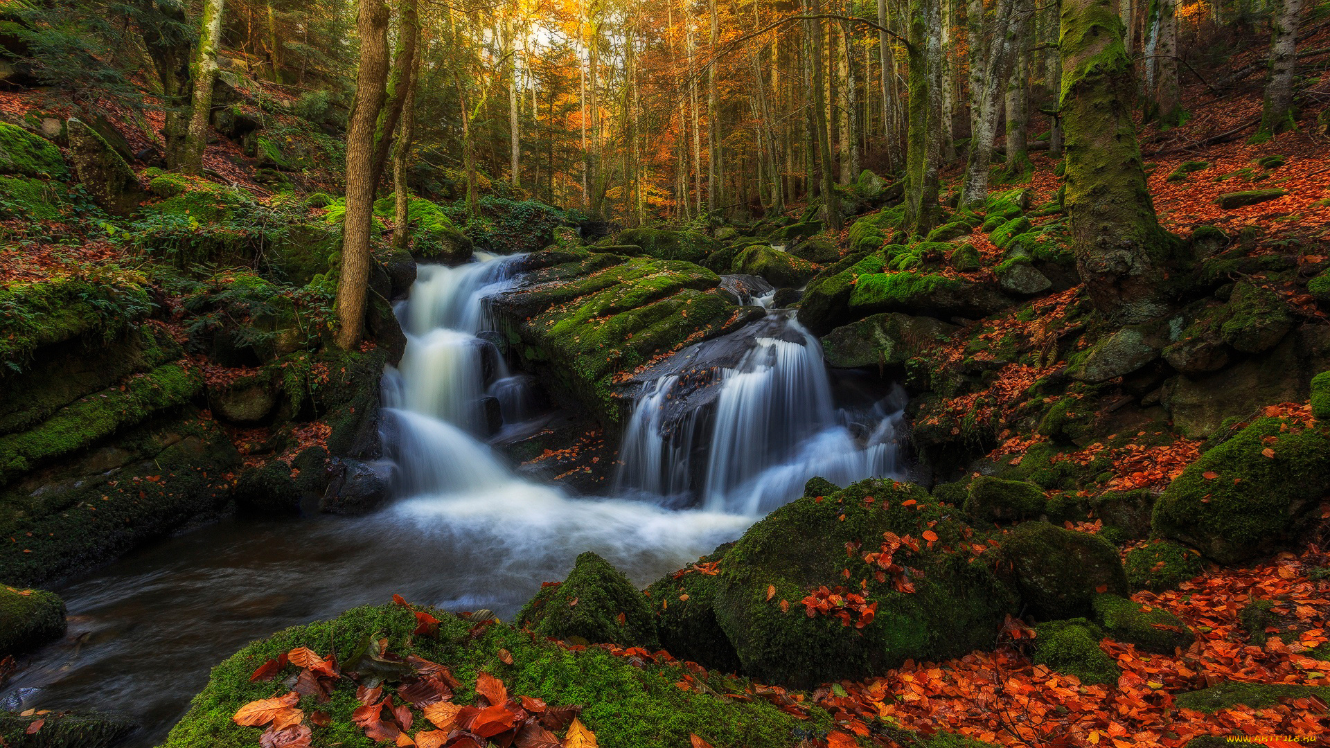 природа, водопады, ручей, листва, деревья, лес, мох, камни, вода, потоки, осень, овернь, регион, франция