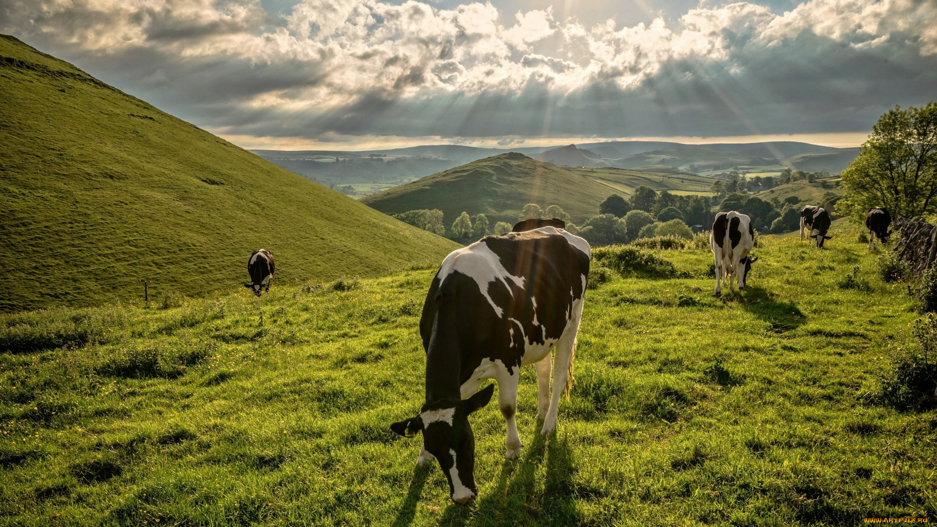 животные, коровы, , буйволы, луг, пастбище, природа, пейзаж, лучи, холмы