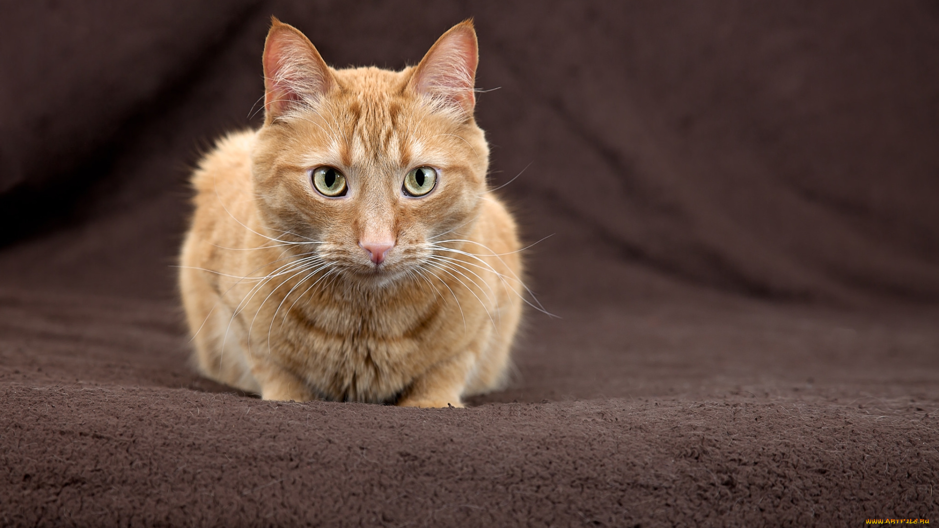 животные, коты, морда, кот, рыжий