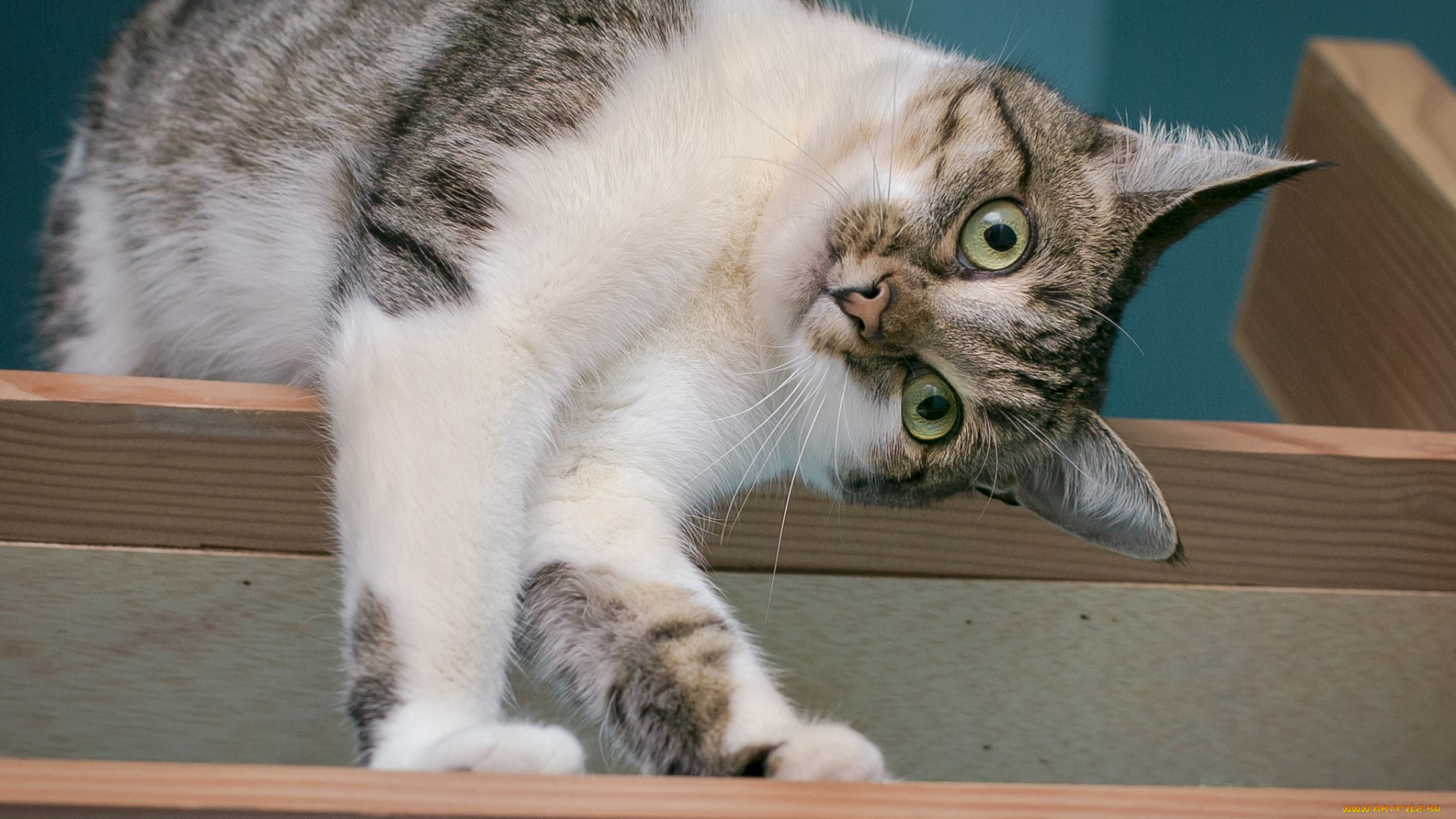 животные, коты, мордочка, кошка, полка, взгляд