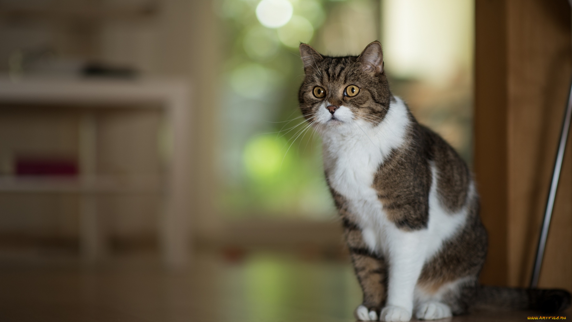 животные, коты, портрет, позирование, кошка, кот