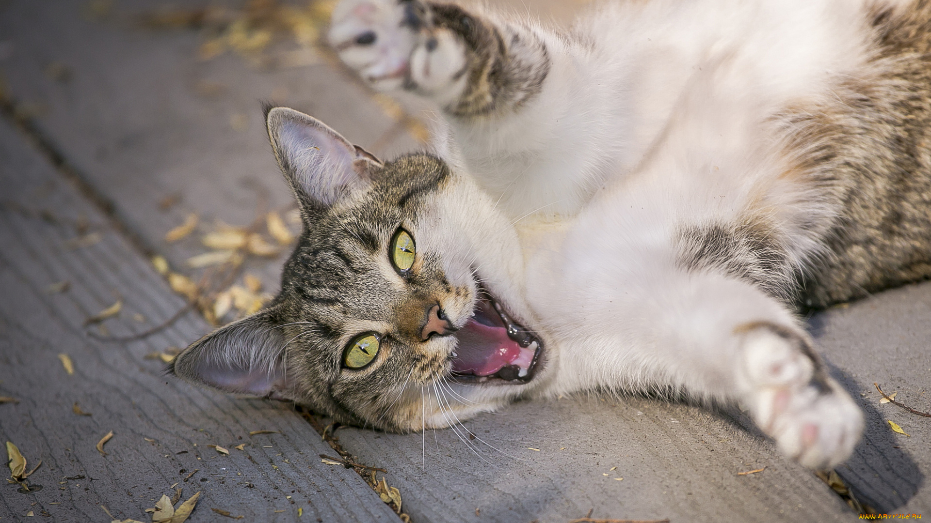 животные, коты, злюка, лапы, кошка, кот