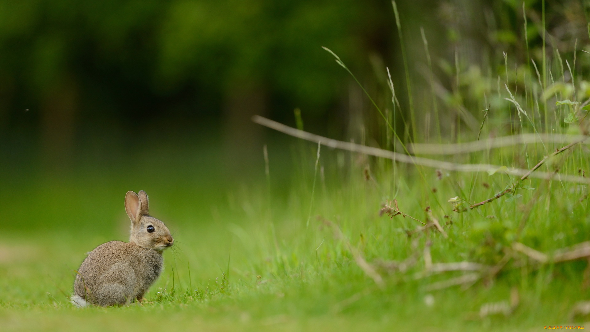 животные, кролики, , зайцы, лето, природа, кролик