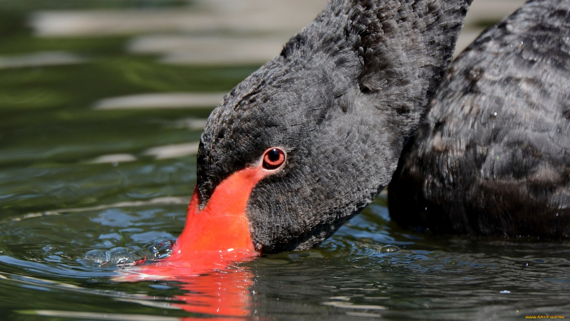 животные, лебеди, чёрный, лебедь, шея, голова, клюв, вода