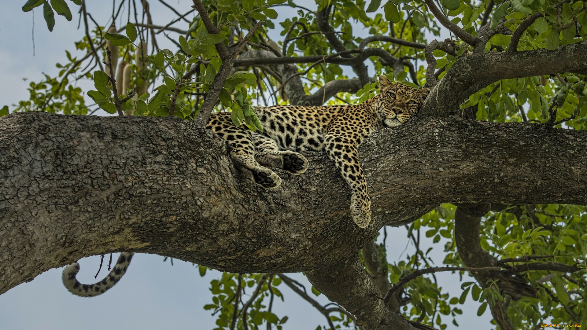 животные, леопарды, отдых, релакс, леопард, на, дереве, дерево
