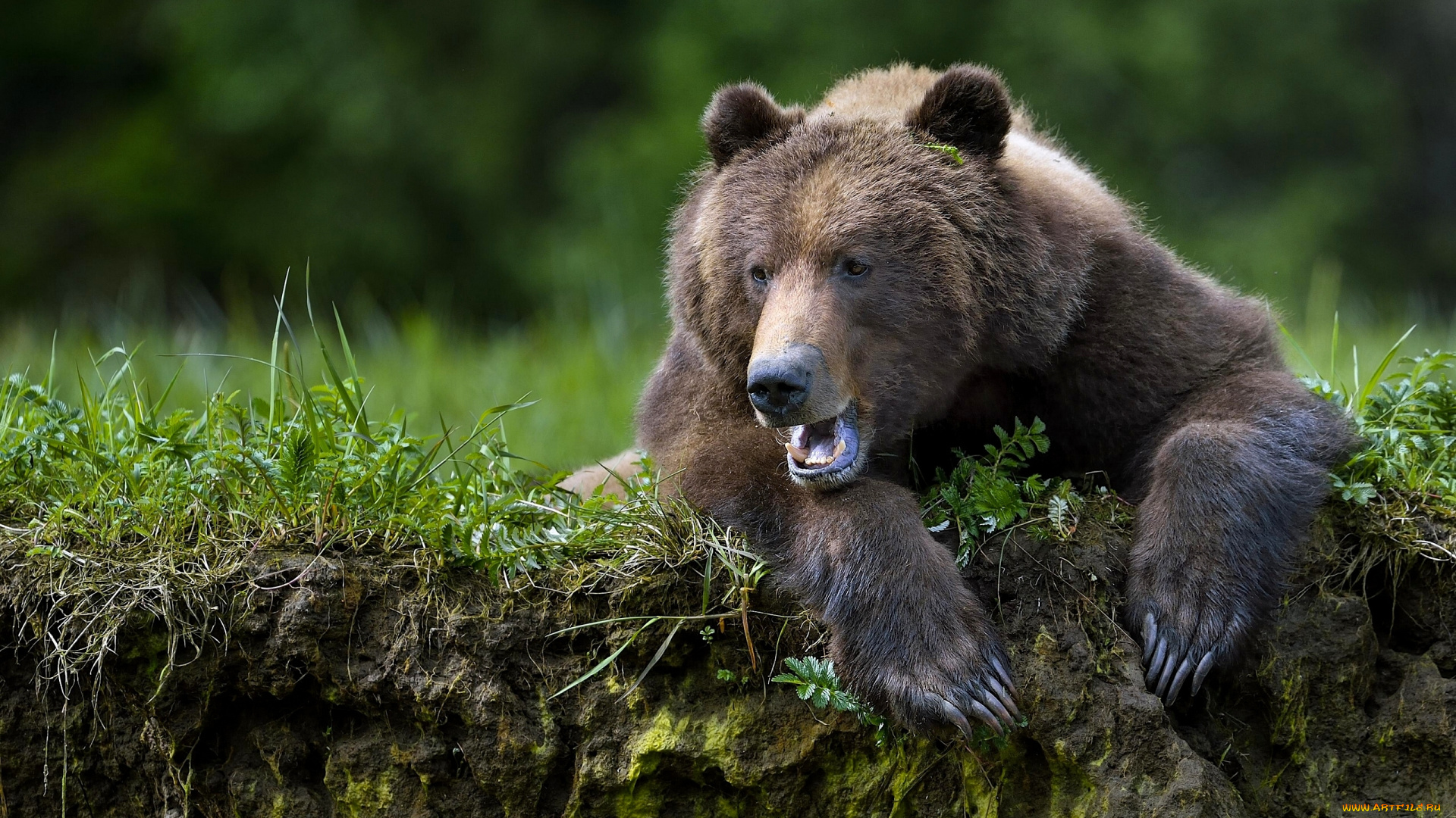 животные, медведи, медведь, лапы, зверь, топтыгин, когти
