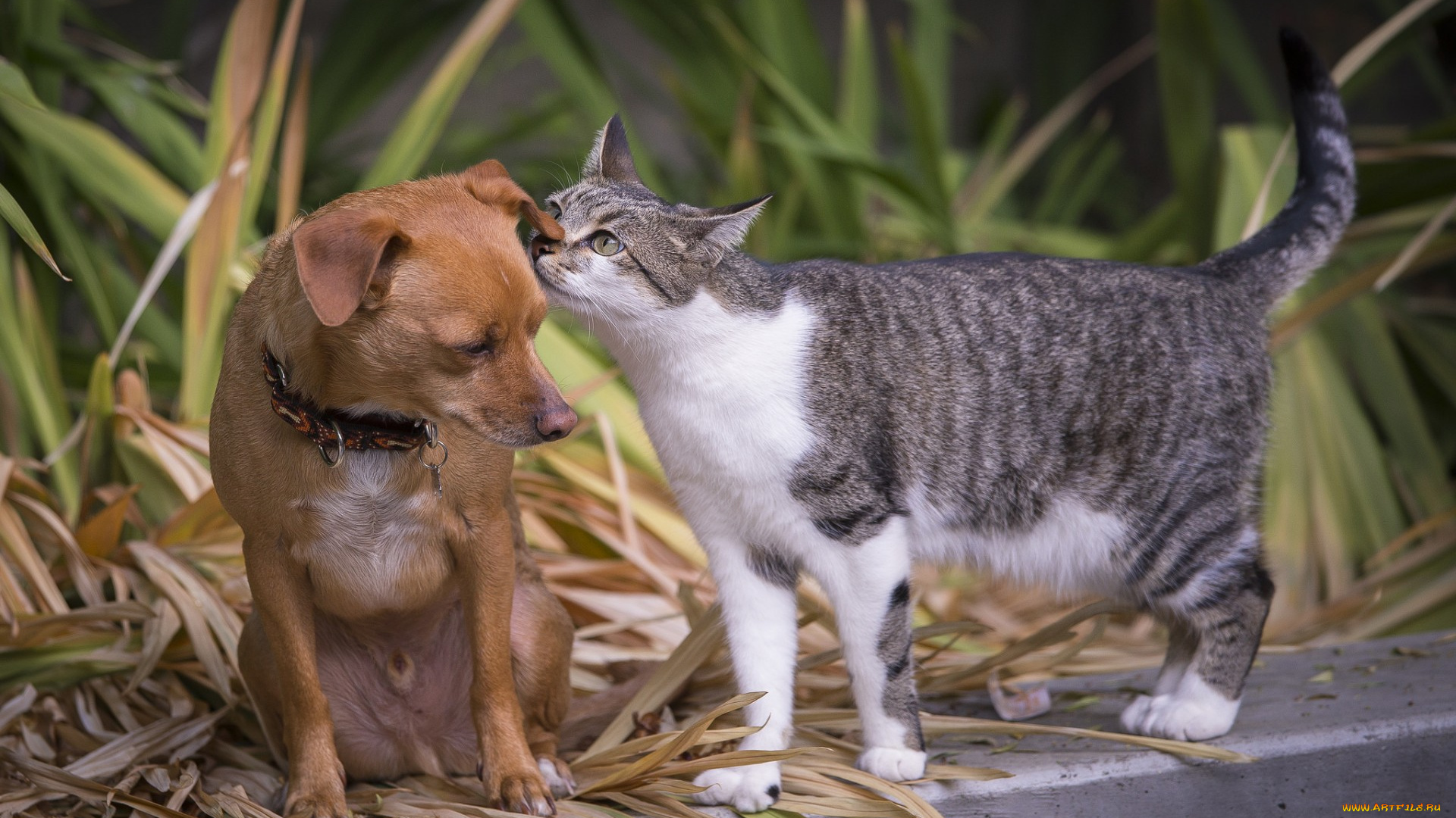 животные, разные, вместе, на, ушко, последние, новости, кошка, собака