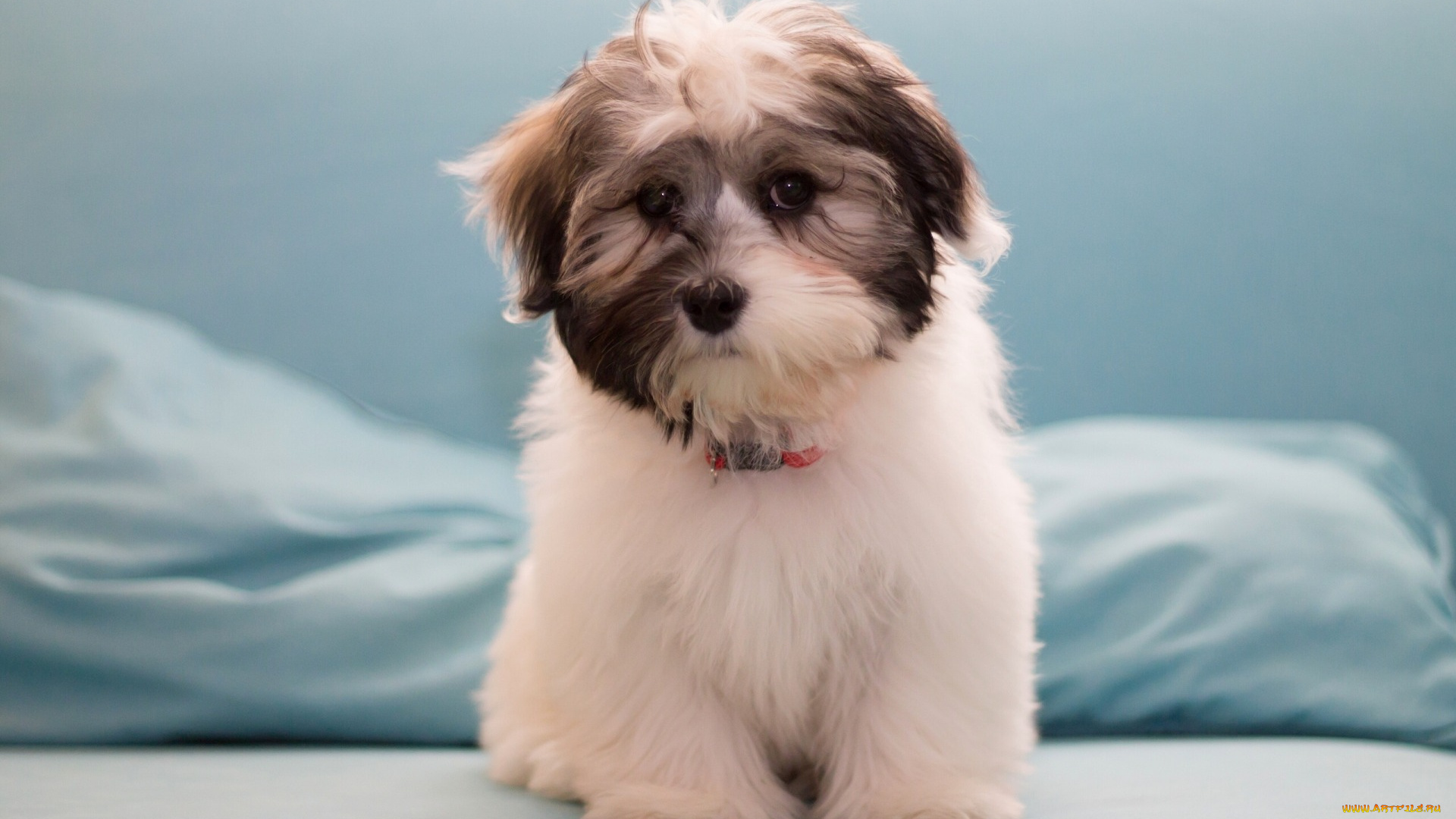 животные, собаки, гаванский, бишон, щенок, собака