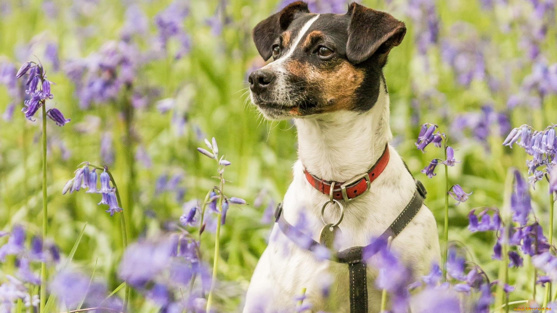 животные, собаки, луг, ошейник, колокольчики, портрет, цветы, собака
