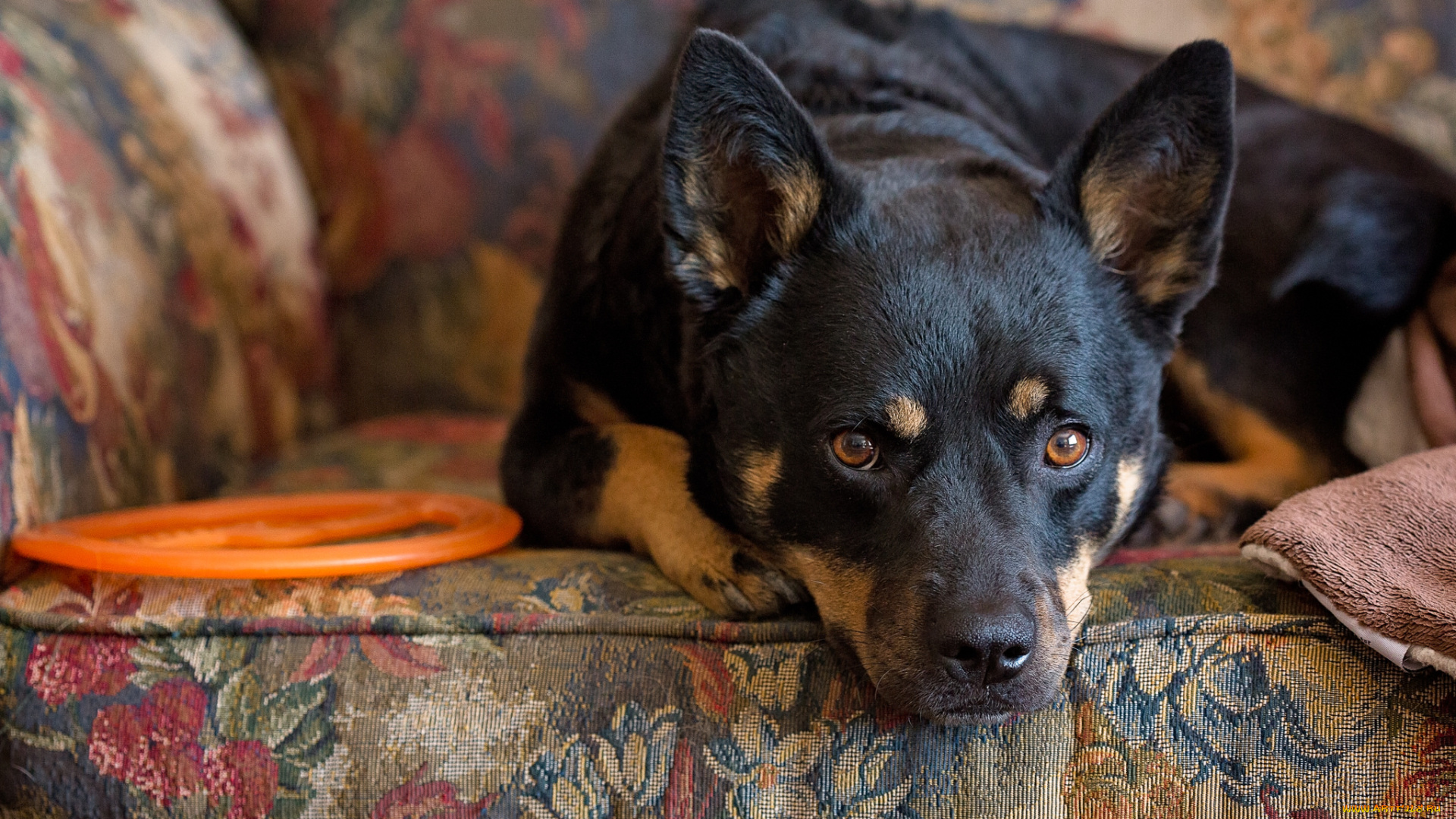 животные, собаки, обивка, собака, взгляд, кресло