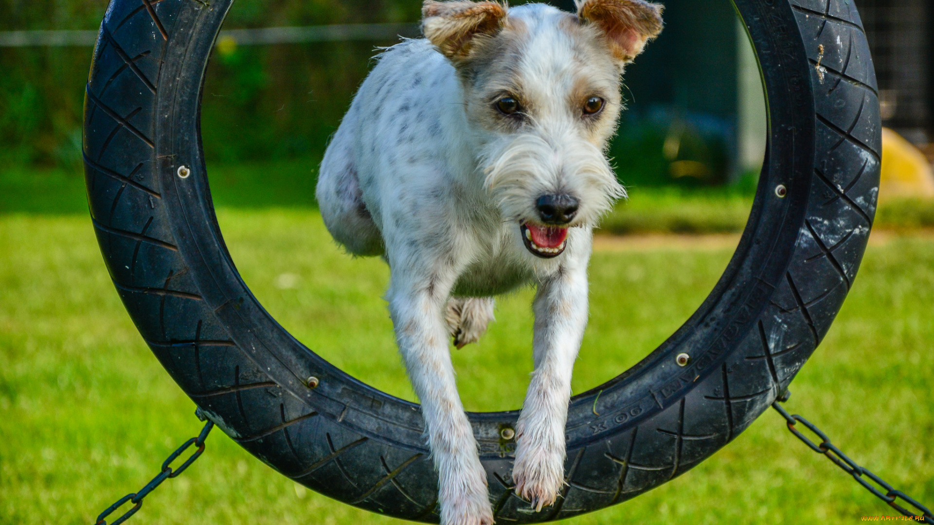животные, собаки, собака, кочеля, шина