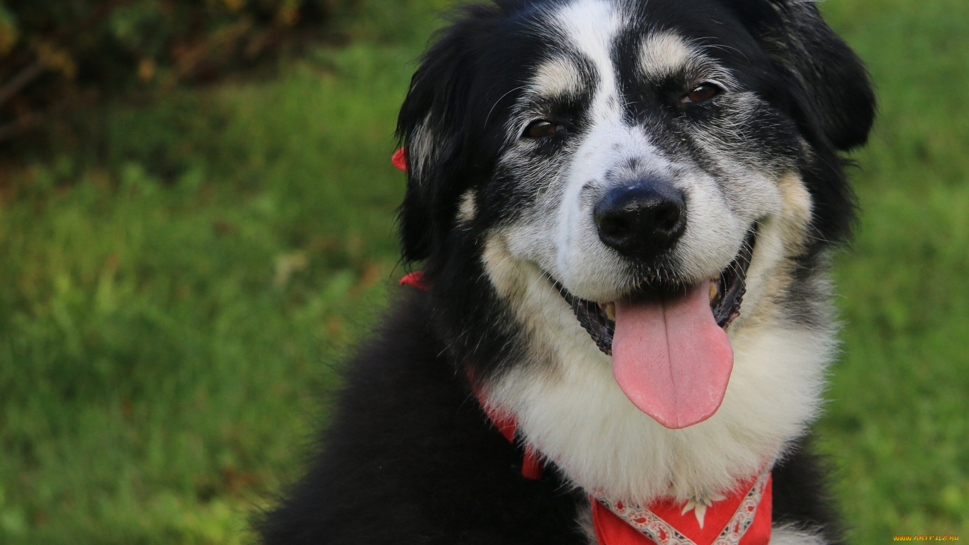 животные, собаки, язык, морда, собака, друг, пёс, настроение, портрет