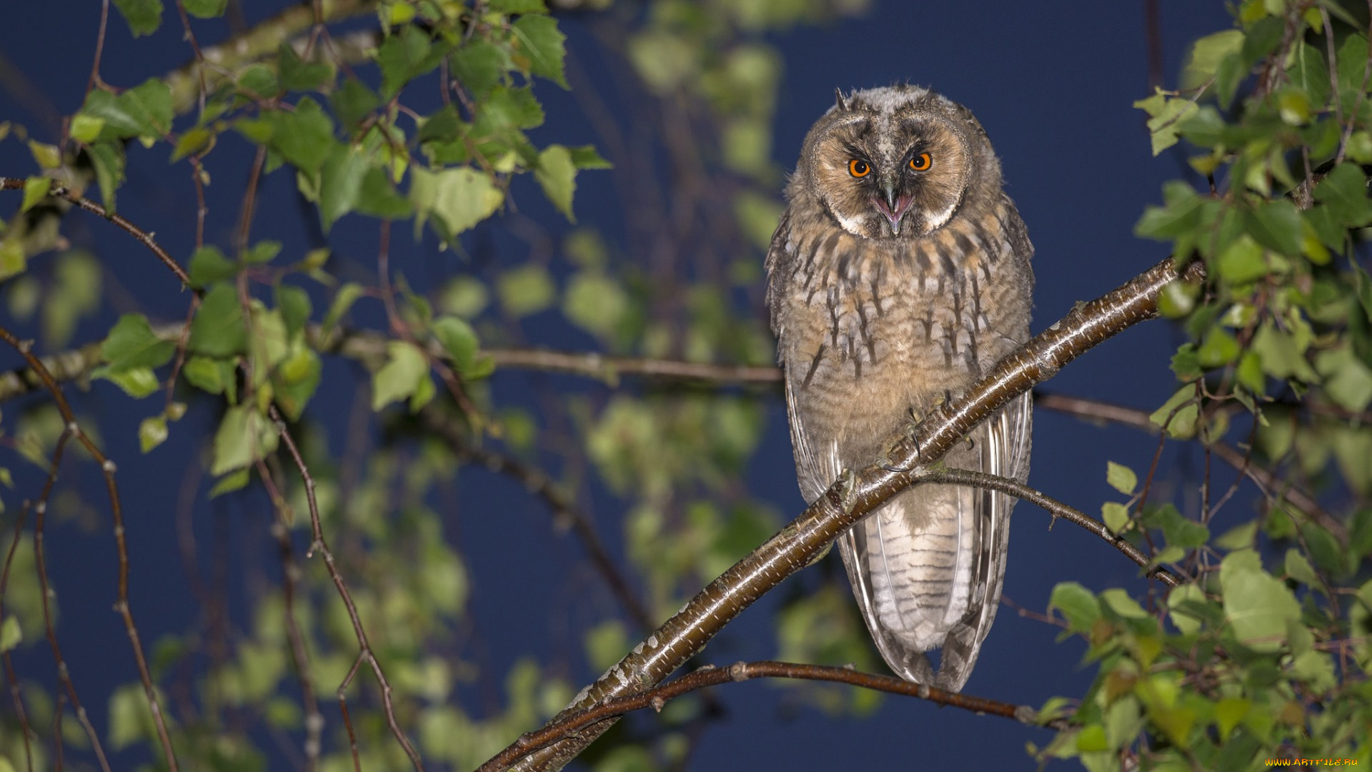 животные, совы, ветки, дерево, птица, сова, ушастая