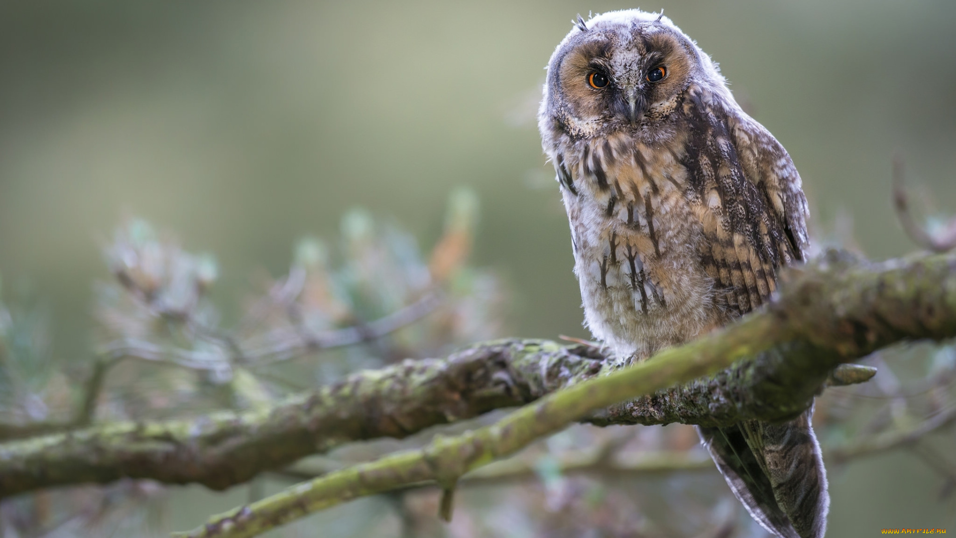 животные, совы, ветки, птица, сова, ушастая