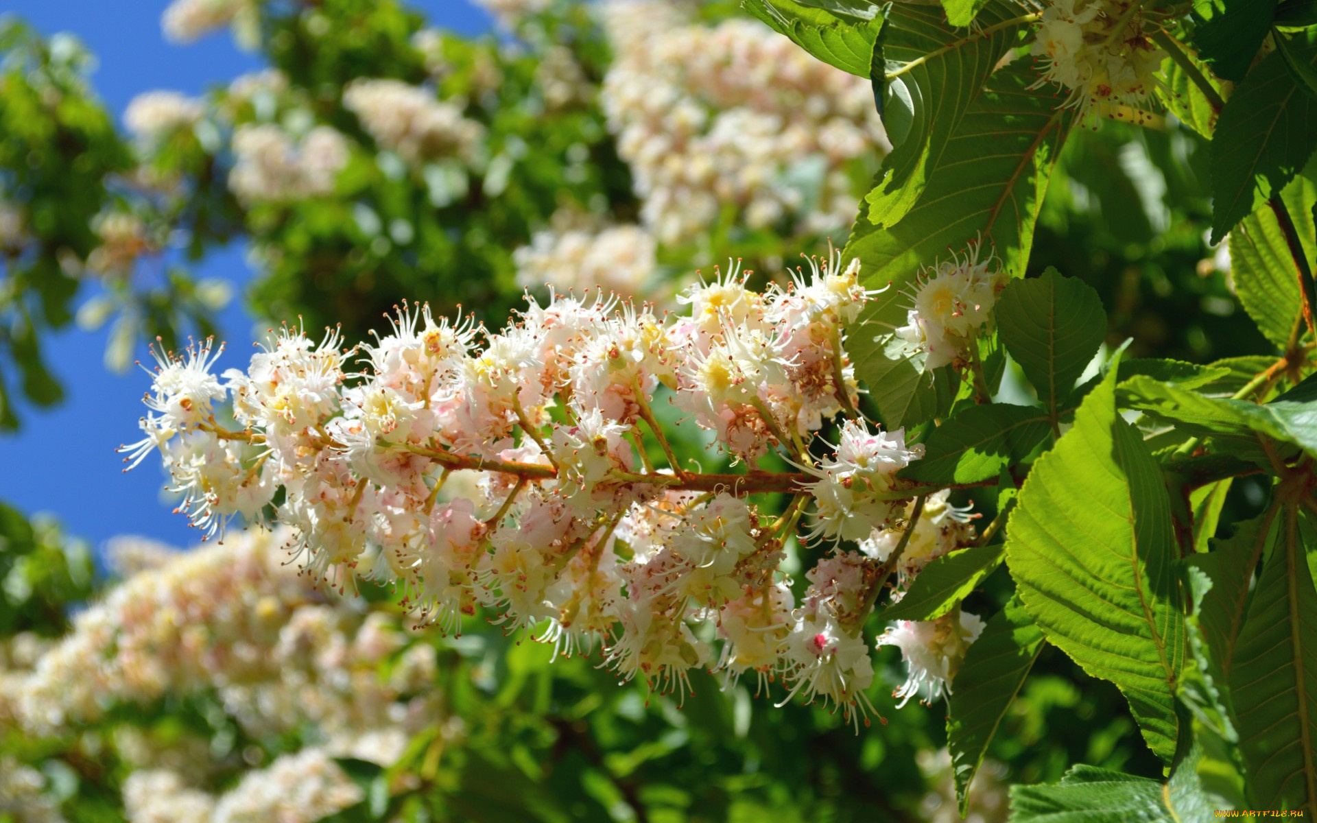 цветы, каштаны, дерево, макро, весна, цветение, каштан