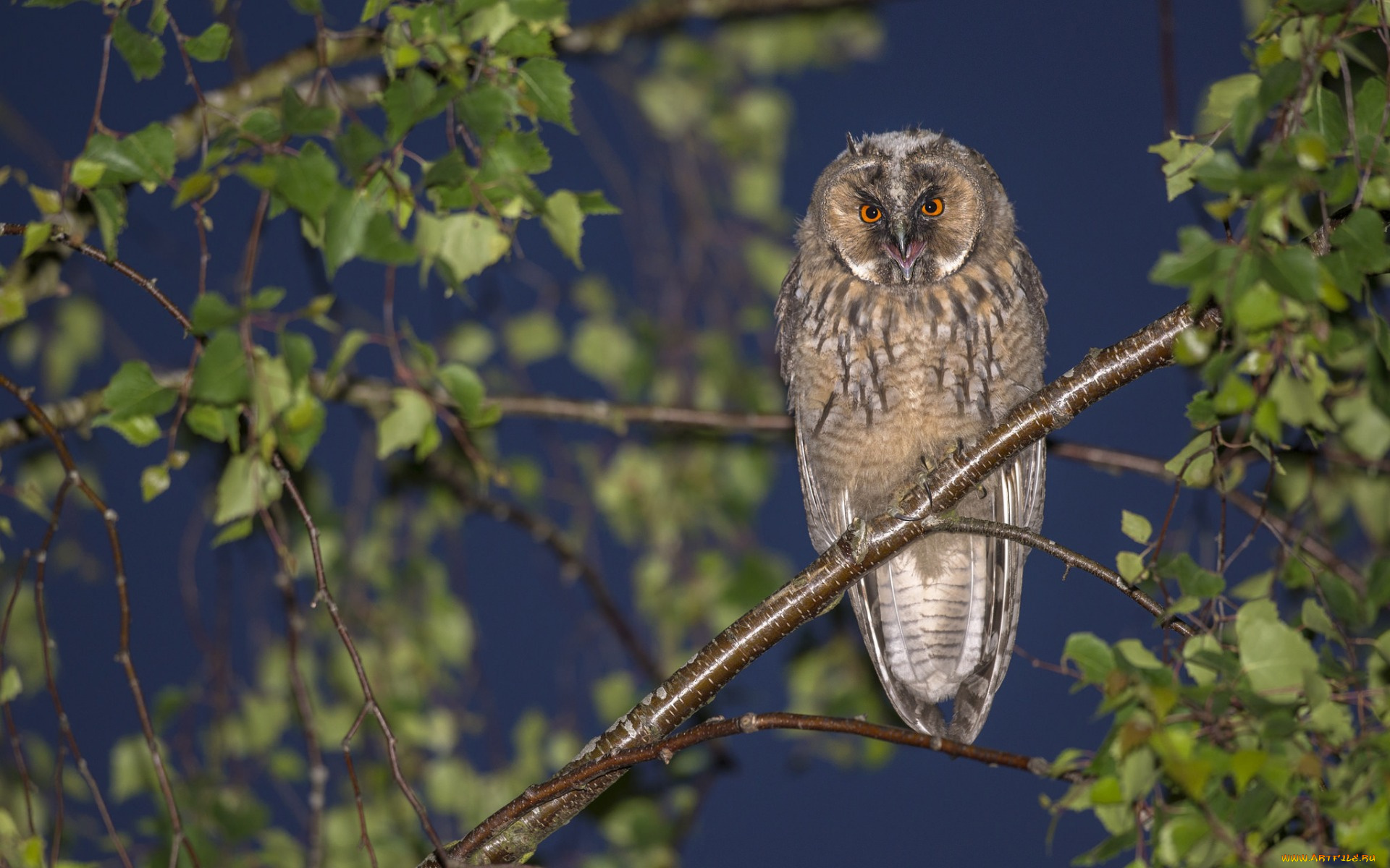 животные, совы, ветки, дерево, птица, сова, ушастая