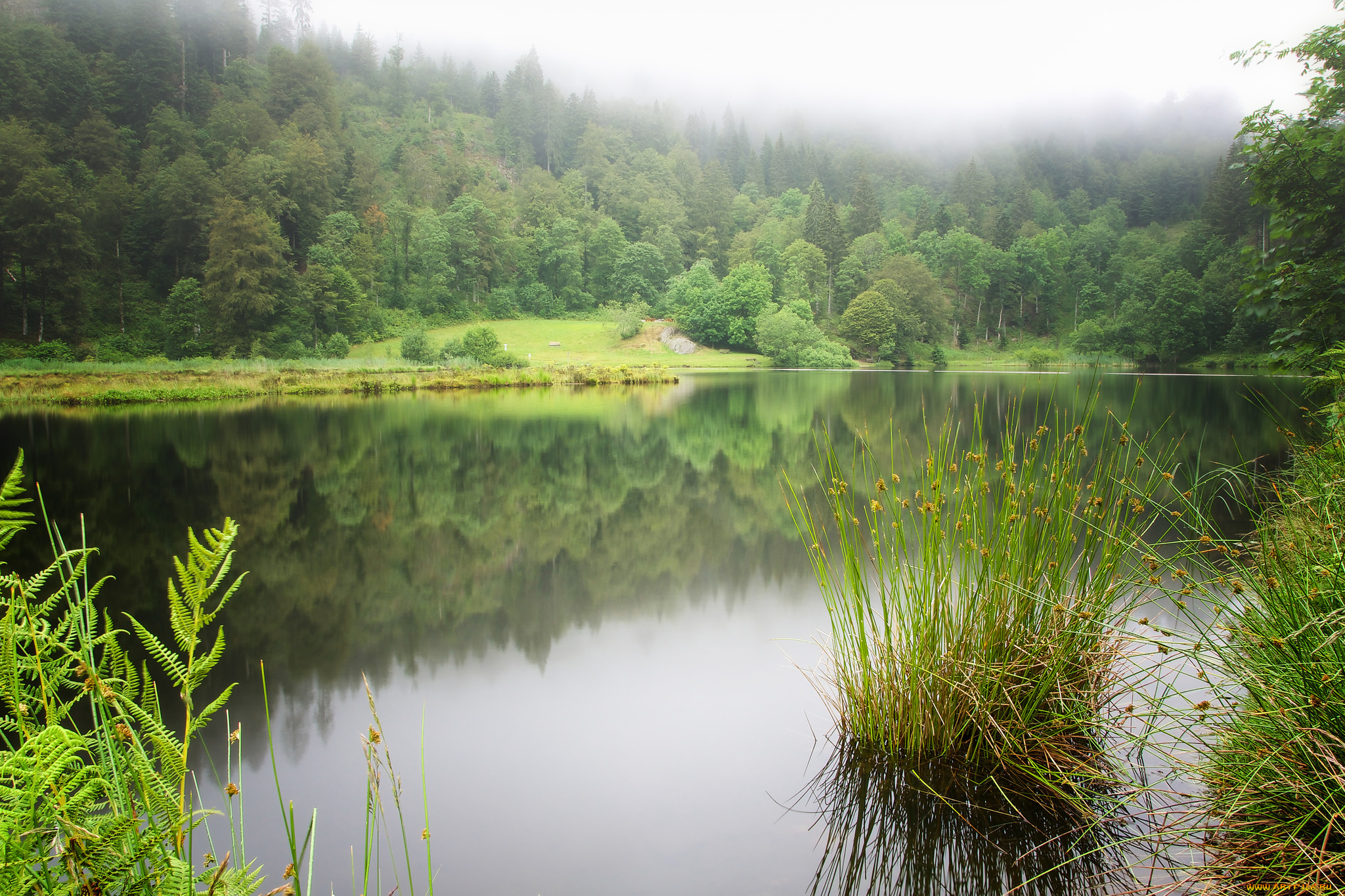 природа, реки, озера, лес, река