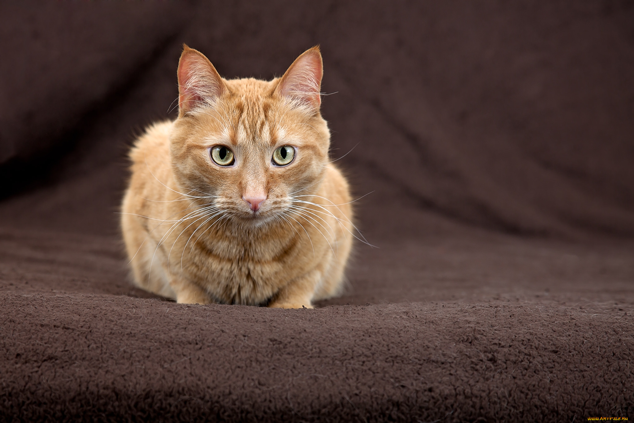 животные, коты, морда, кот, рыжий