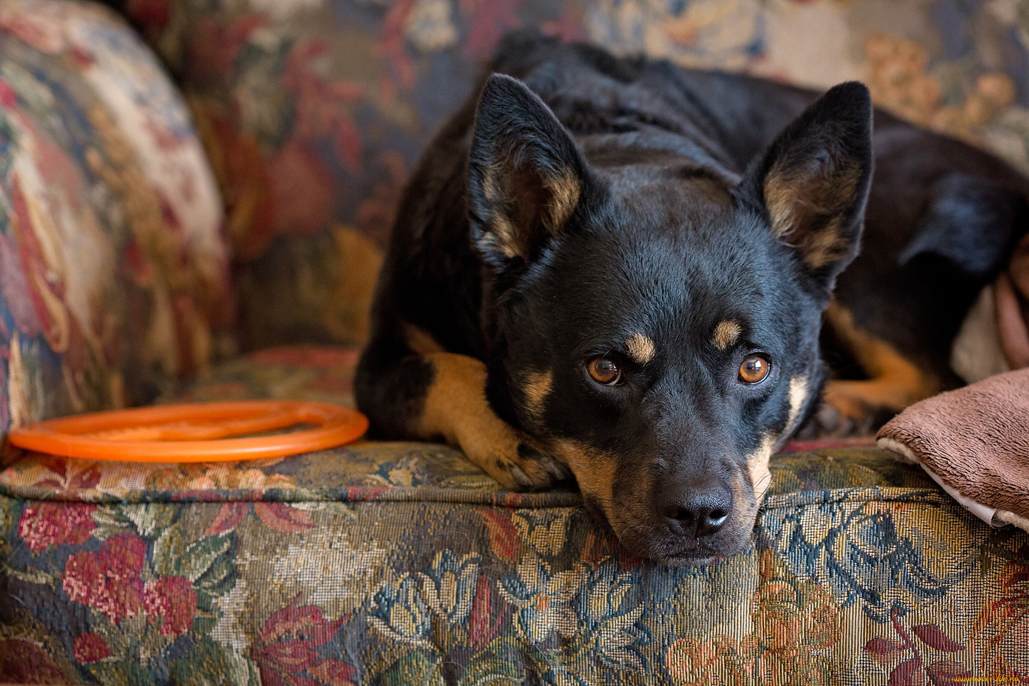 животные, собаки, обивка, собака, взгляд, кресло