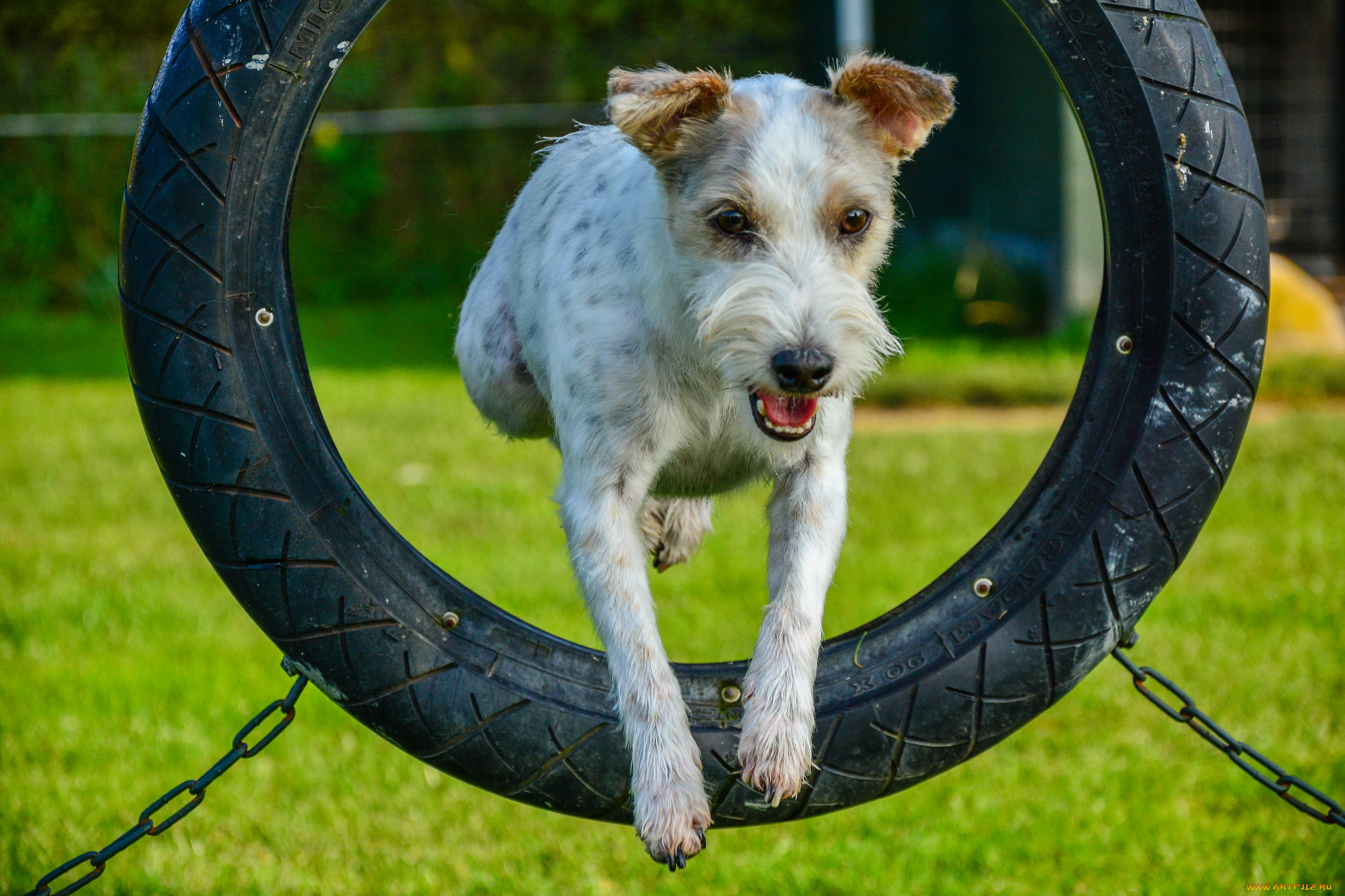 животные, собаки, собака, кочеля, шина