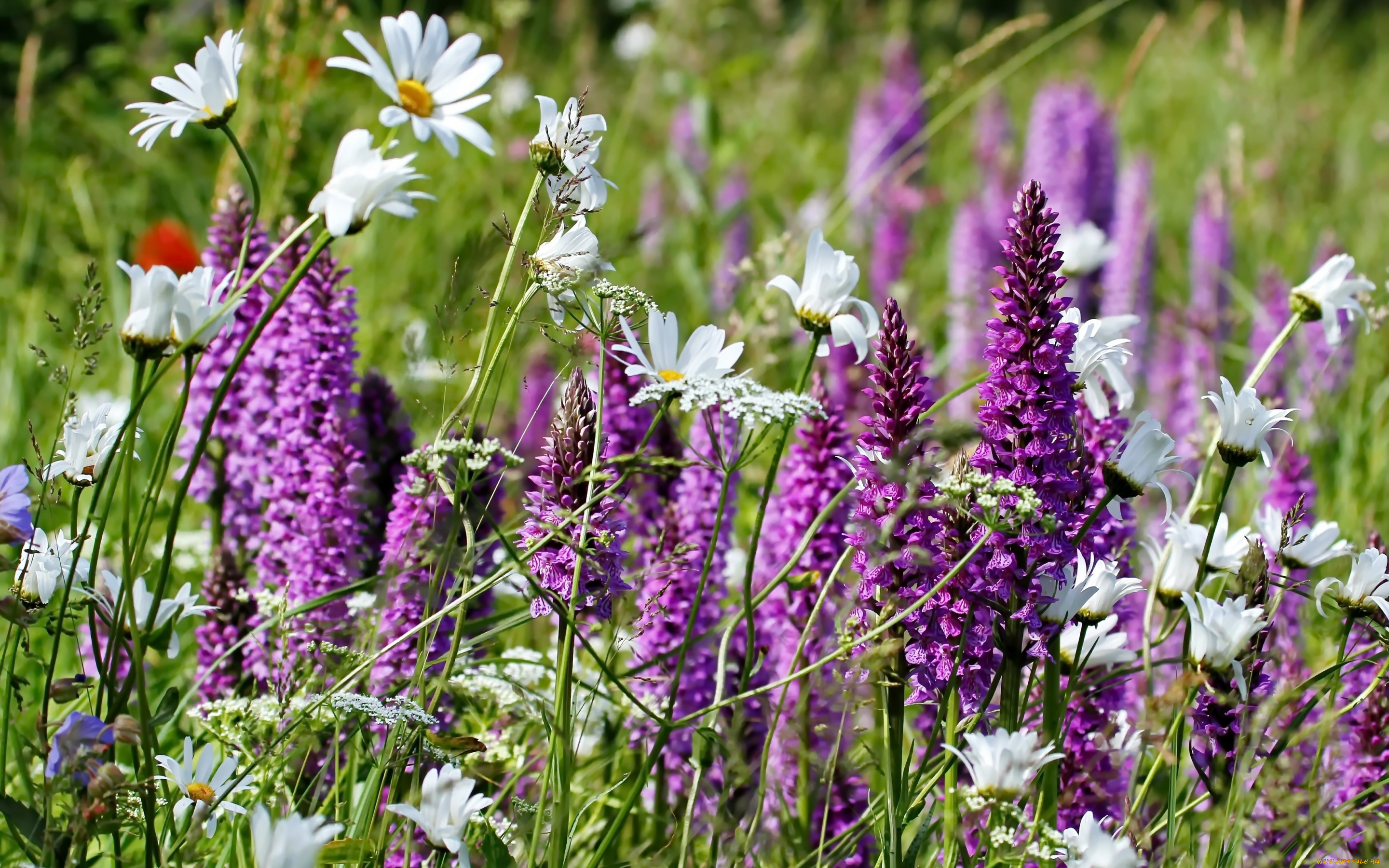 цветы, луговые, , полевые, , цветы, луг, ромашки