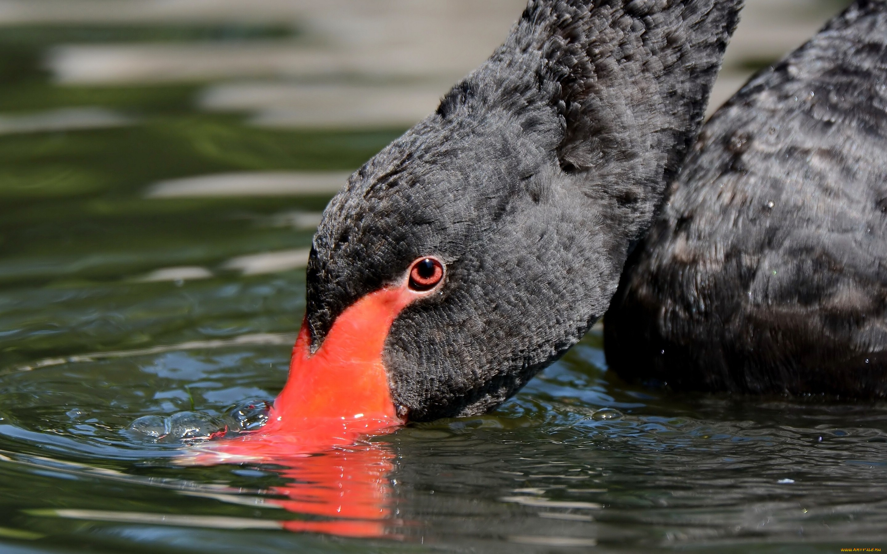животные, лебеди, чёрный, лебедь, шея, голова, клюв, вода