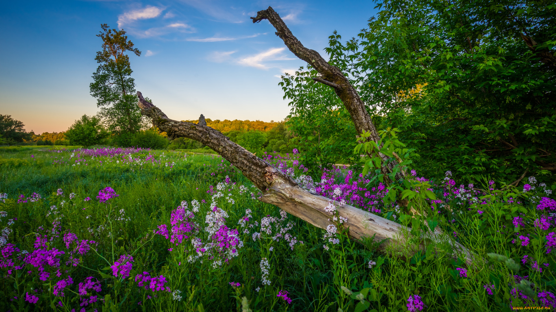 природа, луга, трава, поле