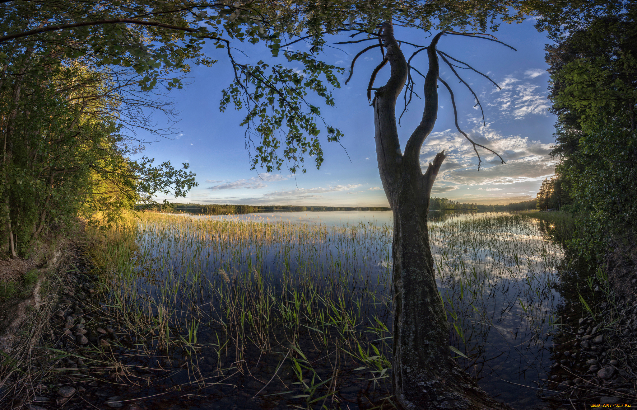 природа, реки, озера, река, лес