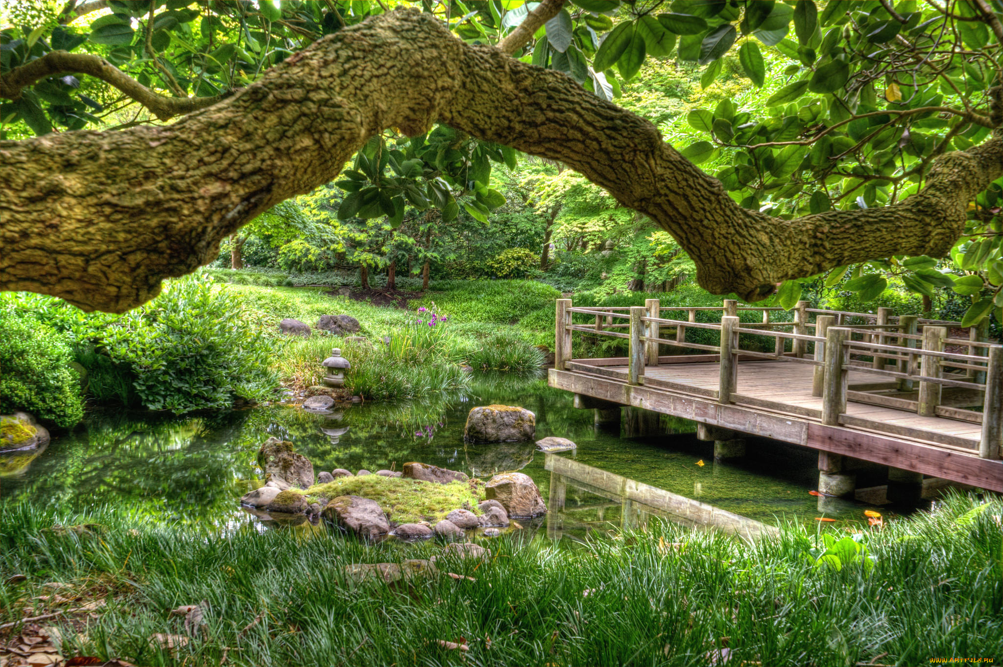 природа, реки, озера, лес, река