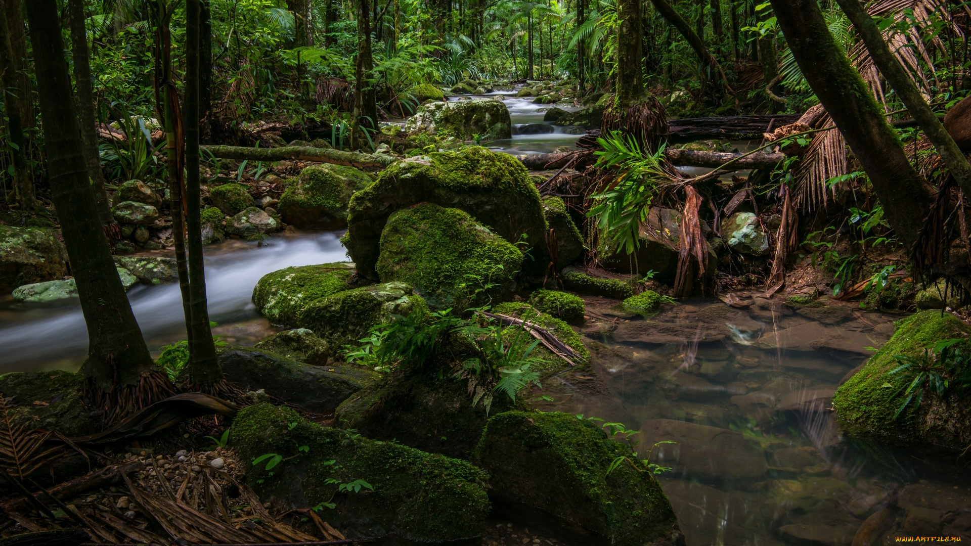 австралия, природа, лес, деревья, вода