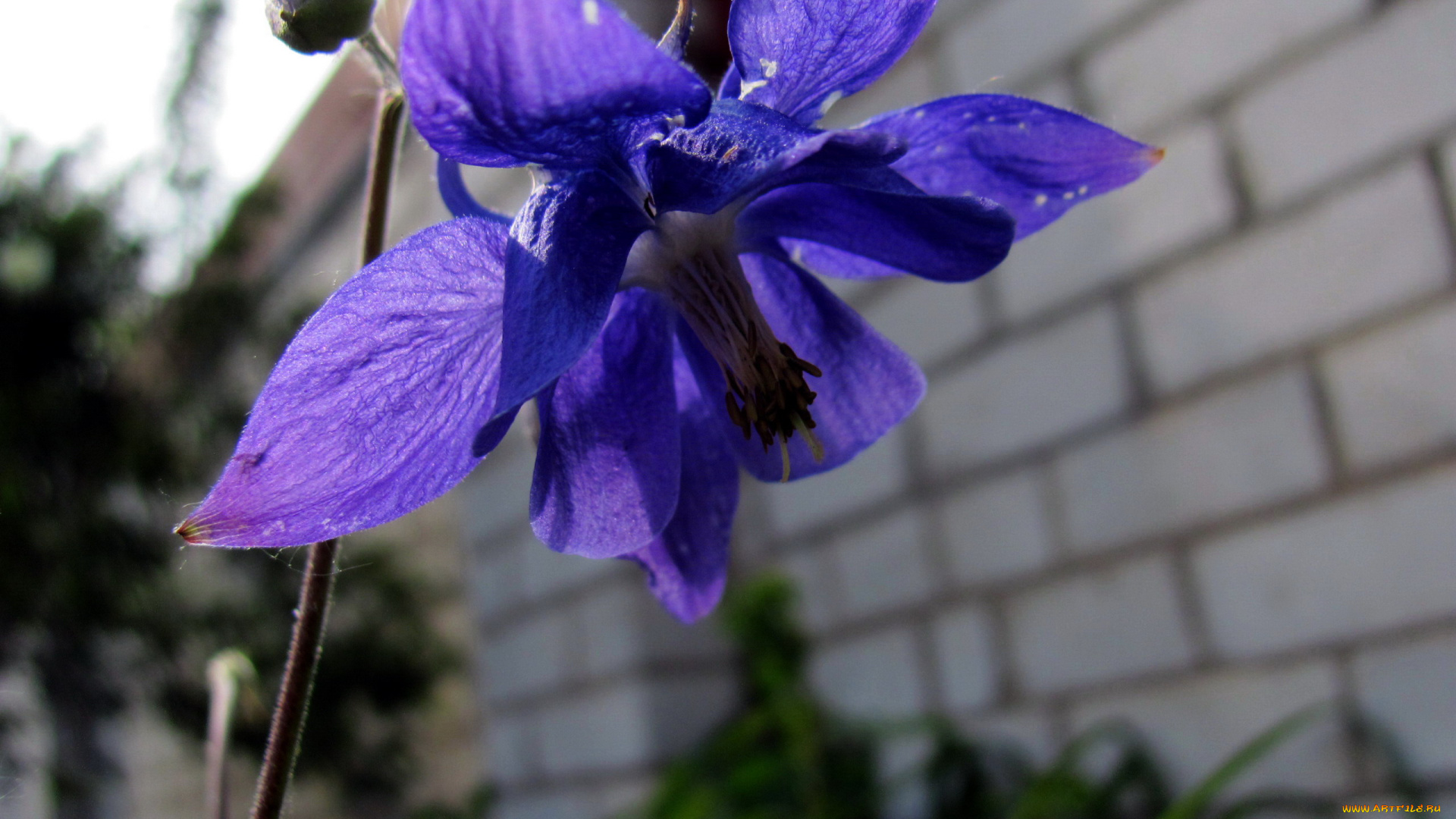 цветы, аквилегия, , водосбор, синий