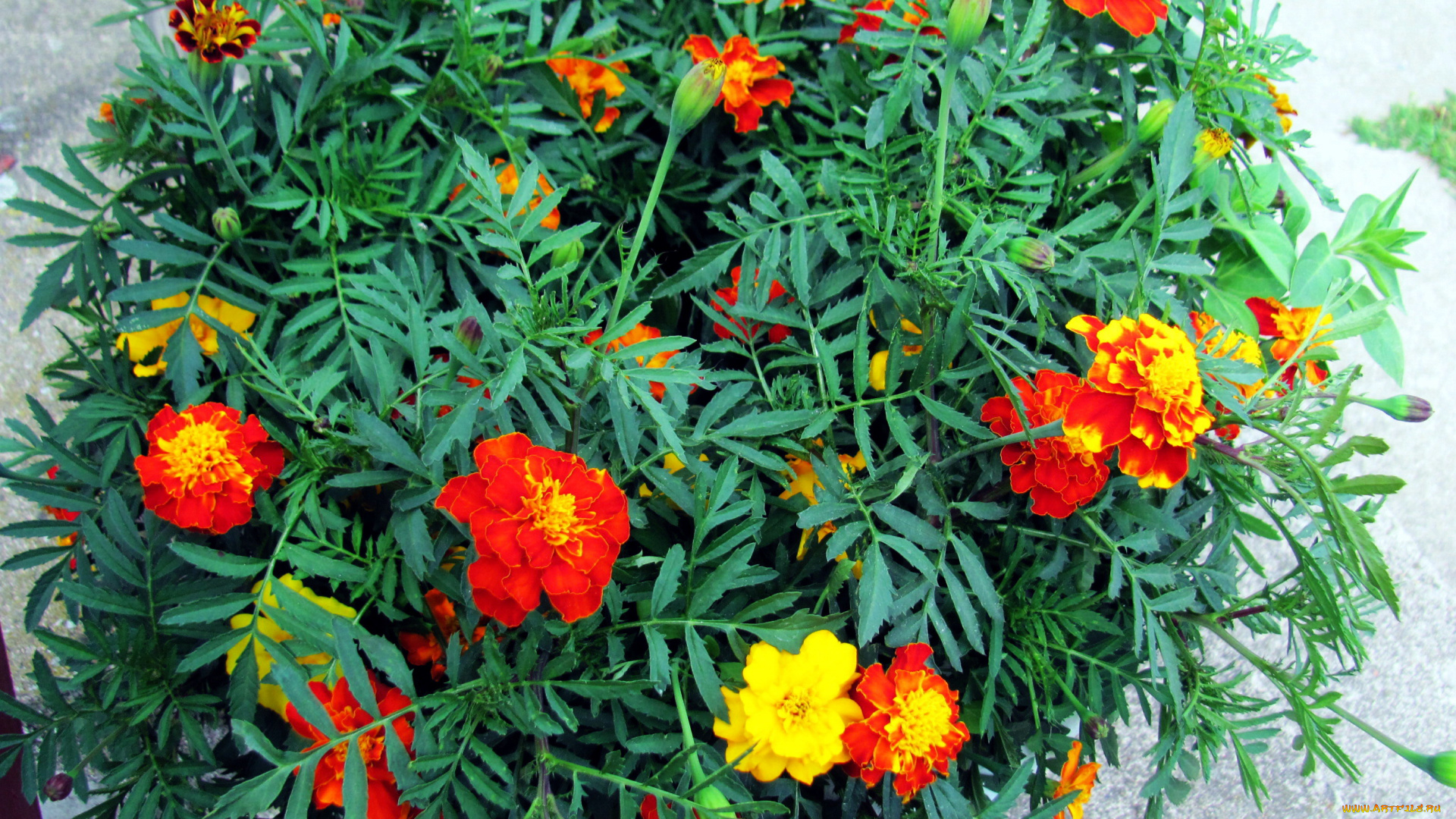 цветы, бархатцы, тагетес