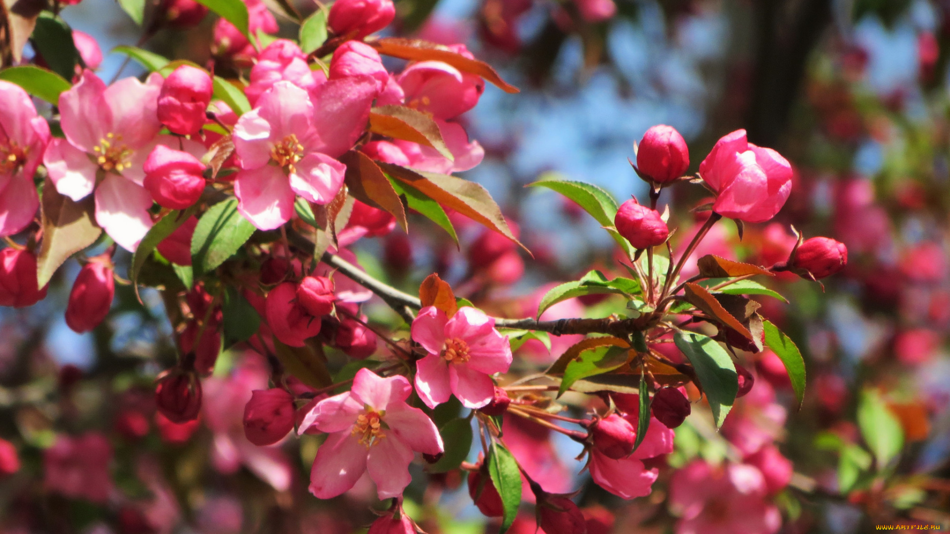 цветы, цветущие, деревья, , , кустарники, цветущая, веточка, цветки, листья, ветка