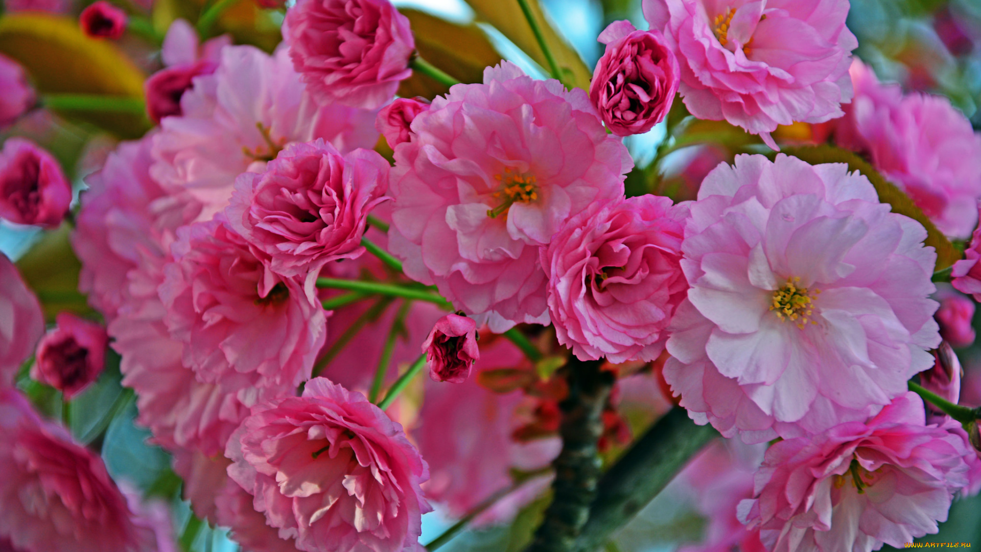 цветы, цветущие, деревья, , , кустарники, цветущая, веточка, цветки, листья, ветка