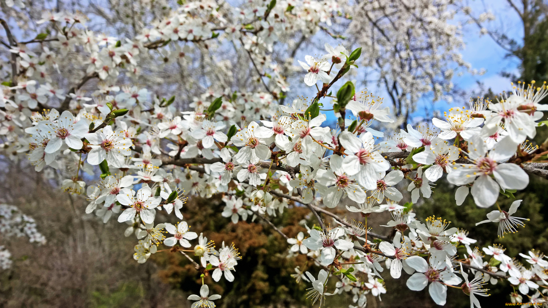 цветы, цветущие, деревья, , , кустарники, цветущая, веточка, цветки, листья, ветка